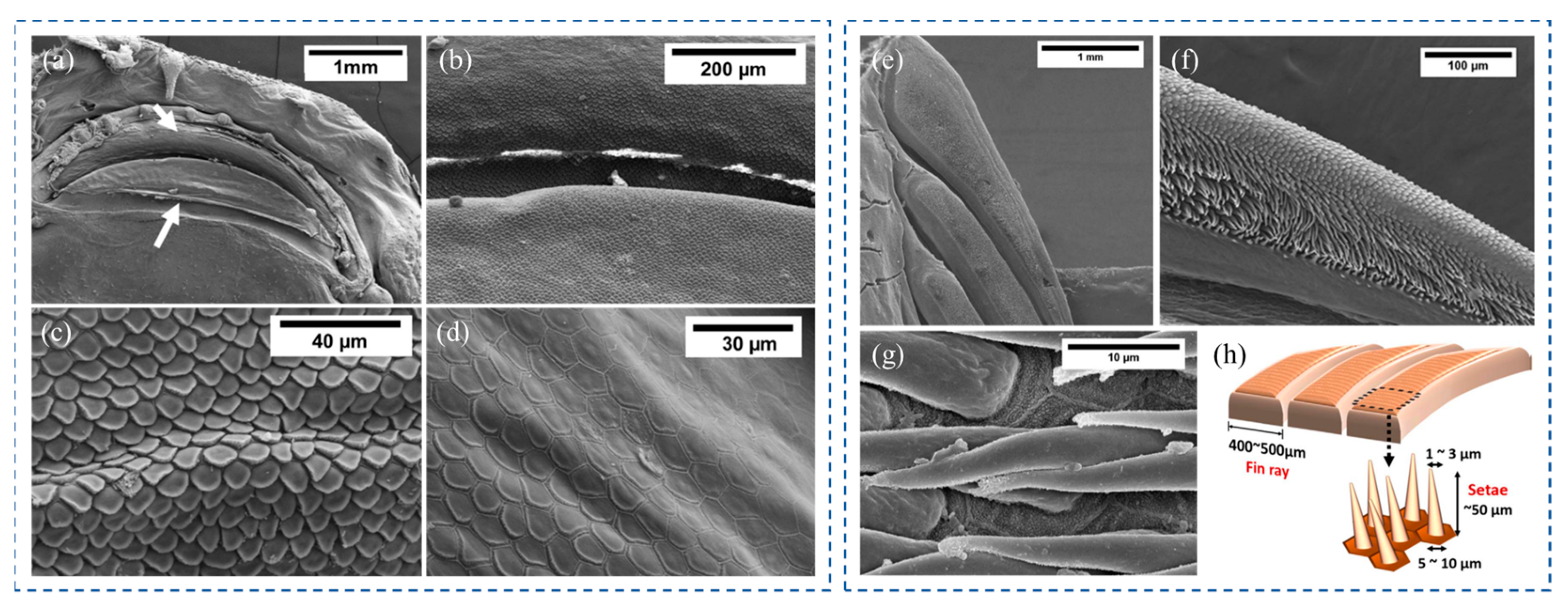 Biomimetics 08 00534 g013 Biomimetics 08 00534 g013