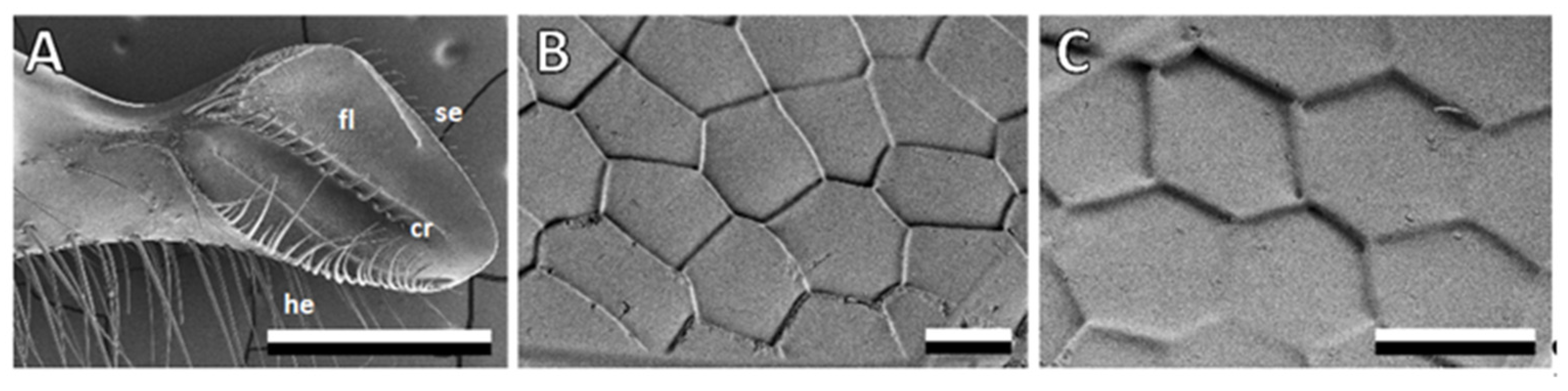 Biomimetics 08 00579 g001