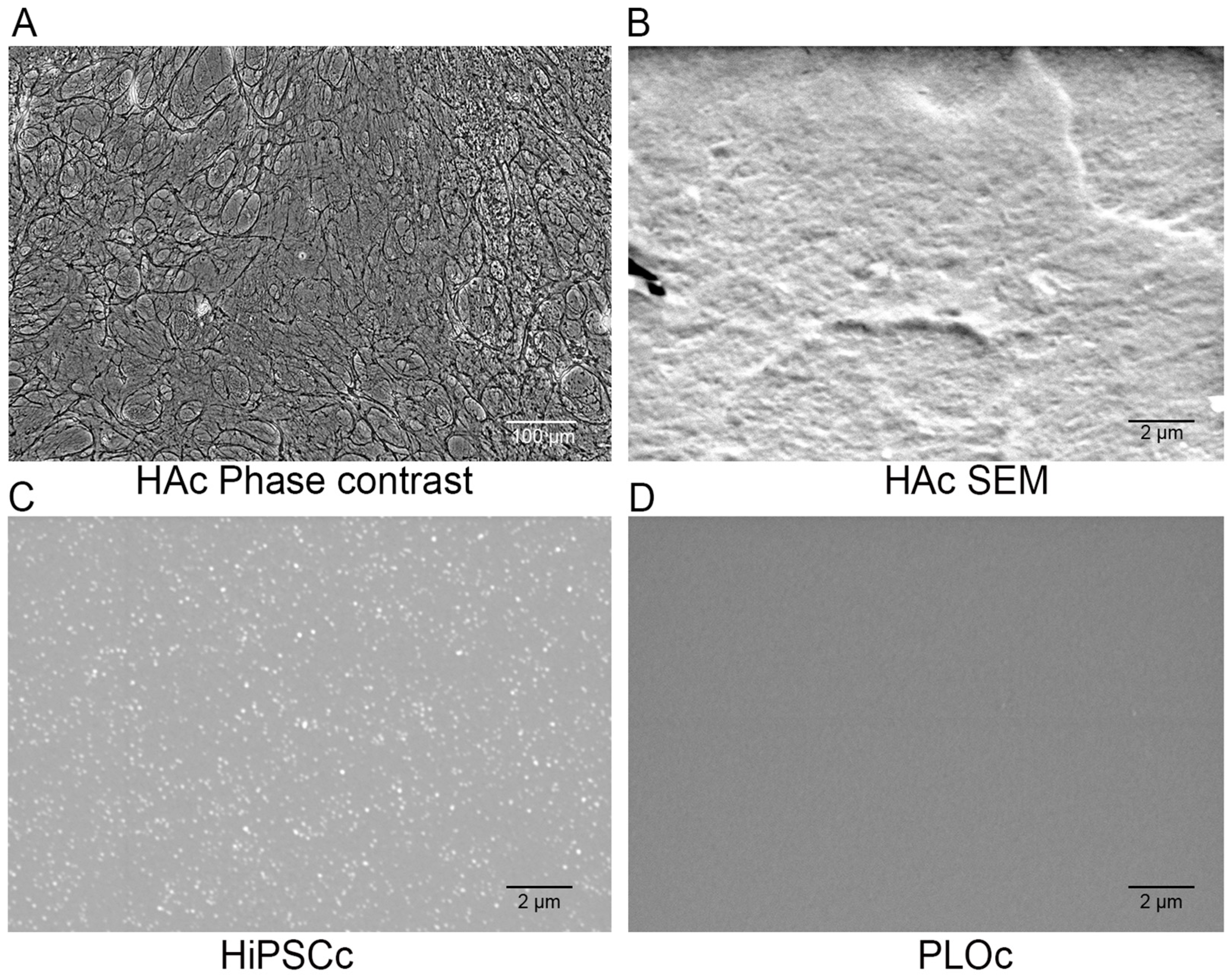 Biomimetics 08 00589 g003