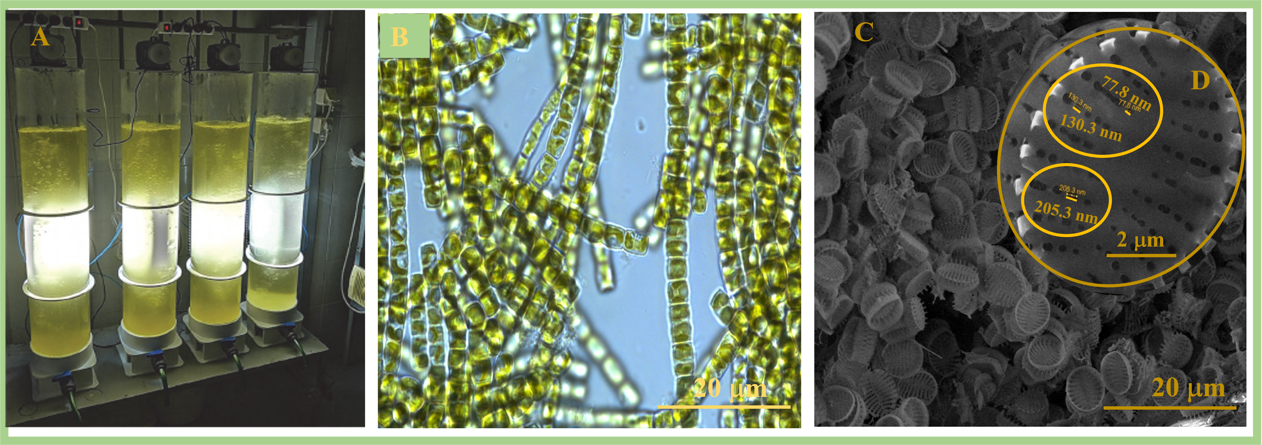 Biomimetics 09 00005 g001