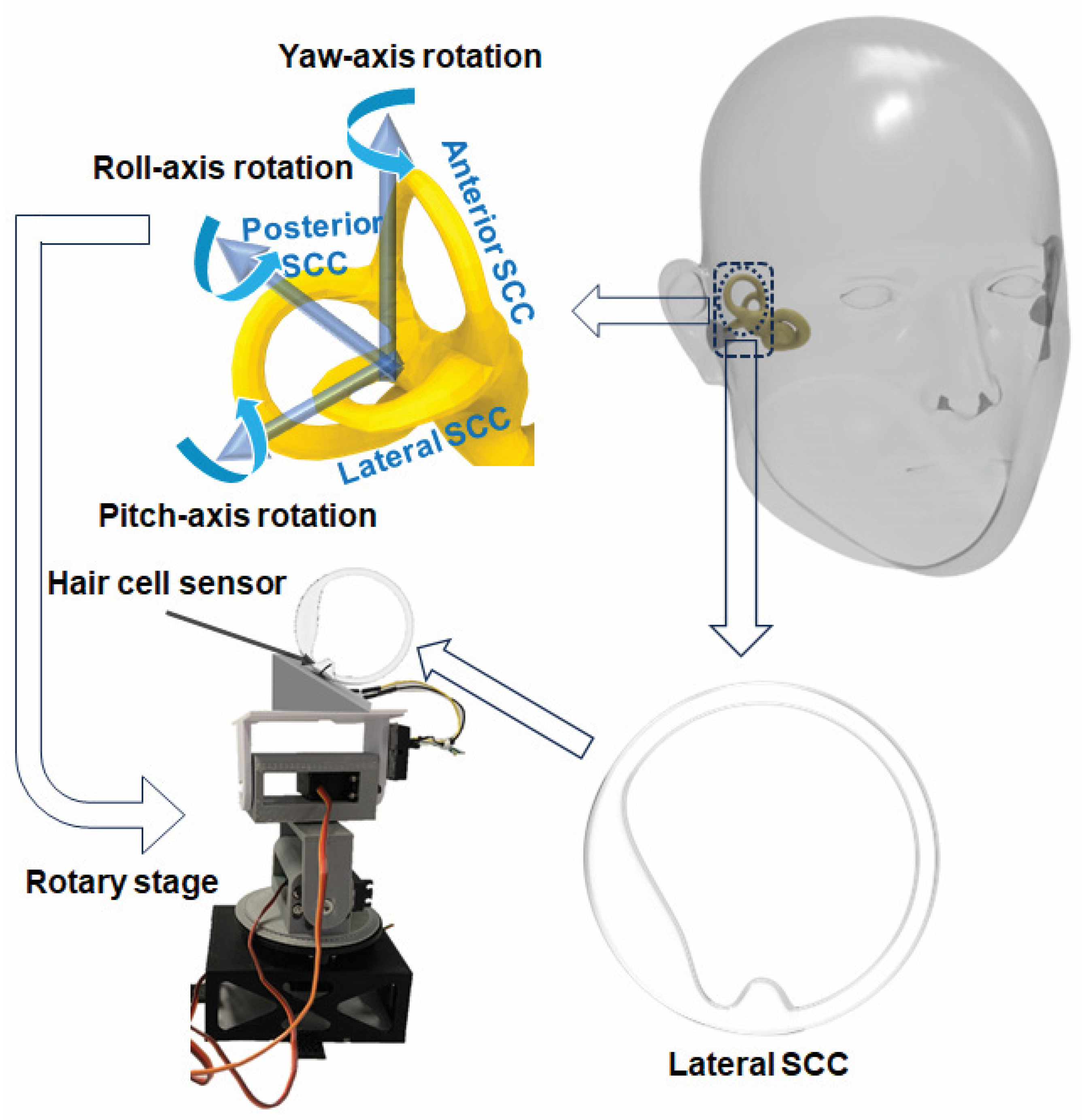 Biomimetics 09 00018 g003