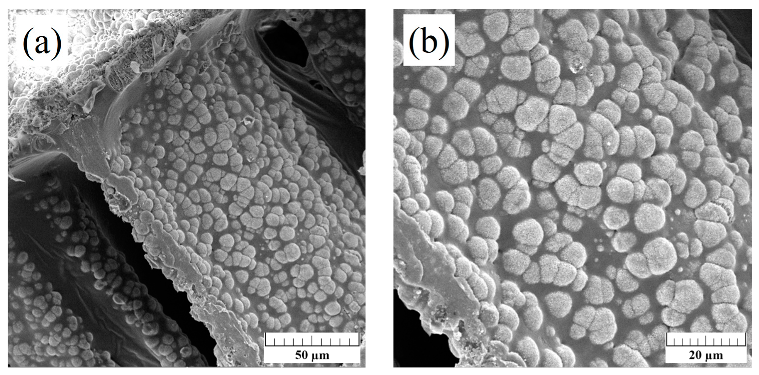 Biomimetics 09 00030 g005