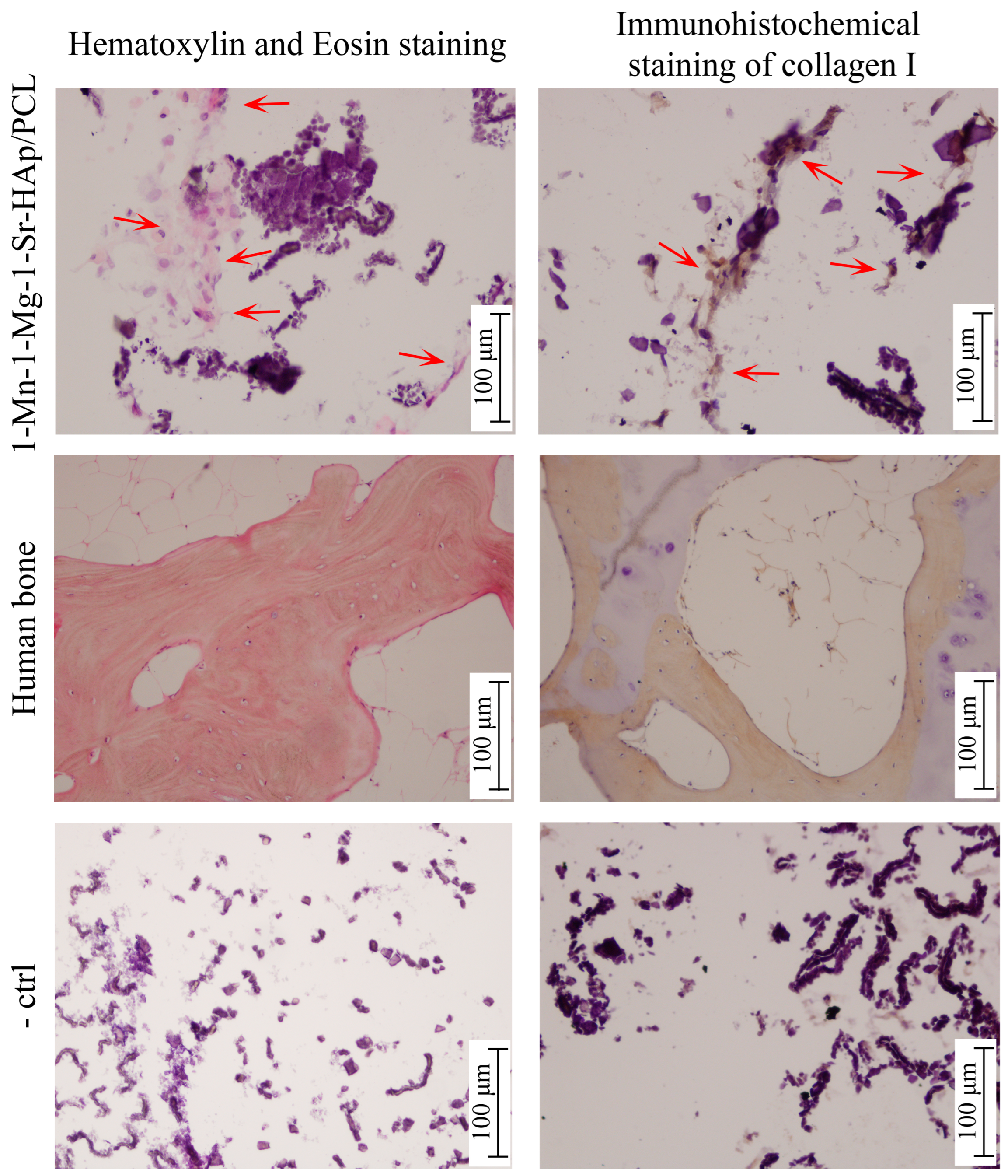 Biomimetics 09 00030 g006