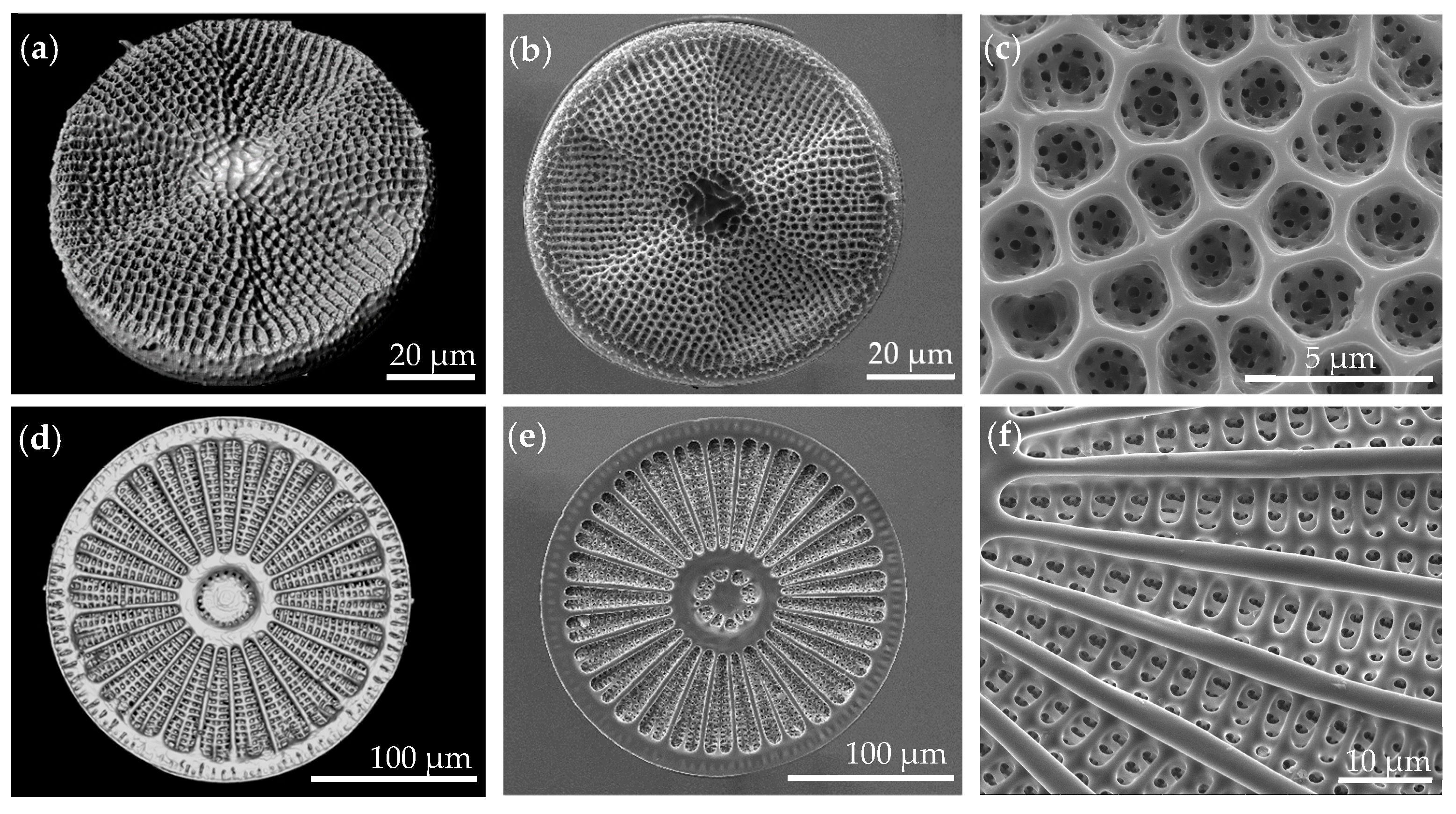 Biomimetics 09 00046 g008