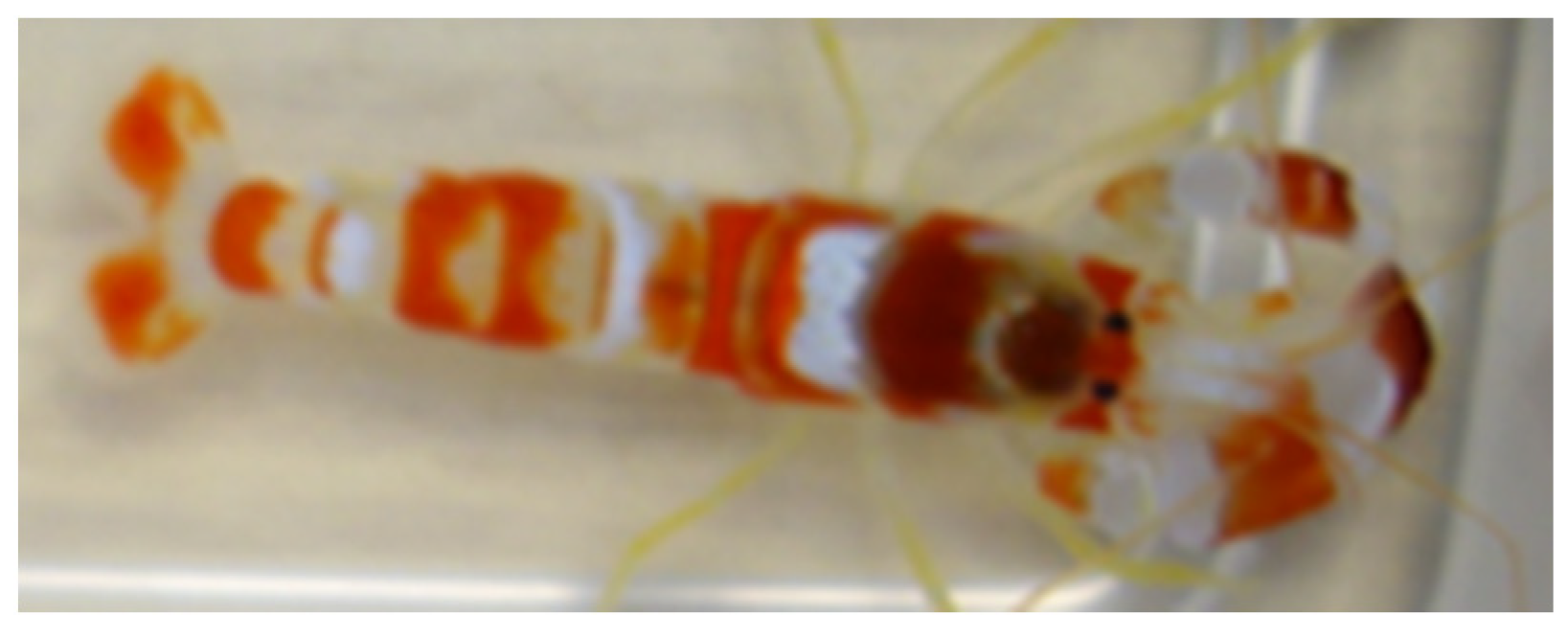 Biomimetics 09 00047 g002