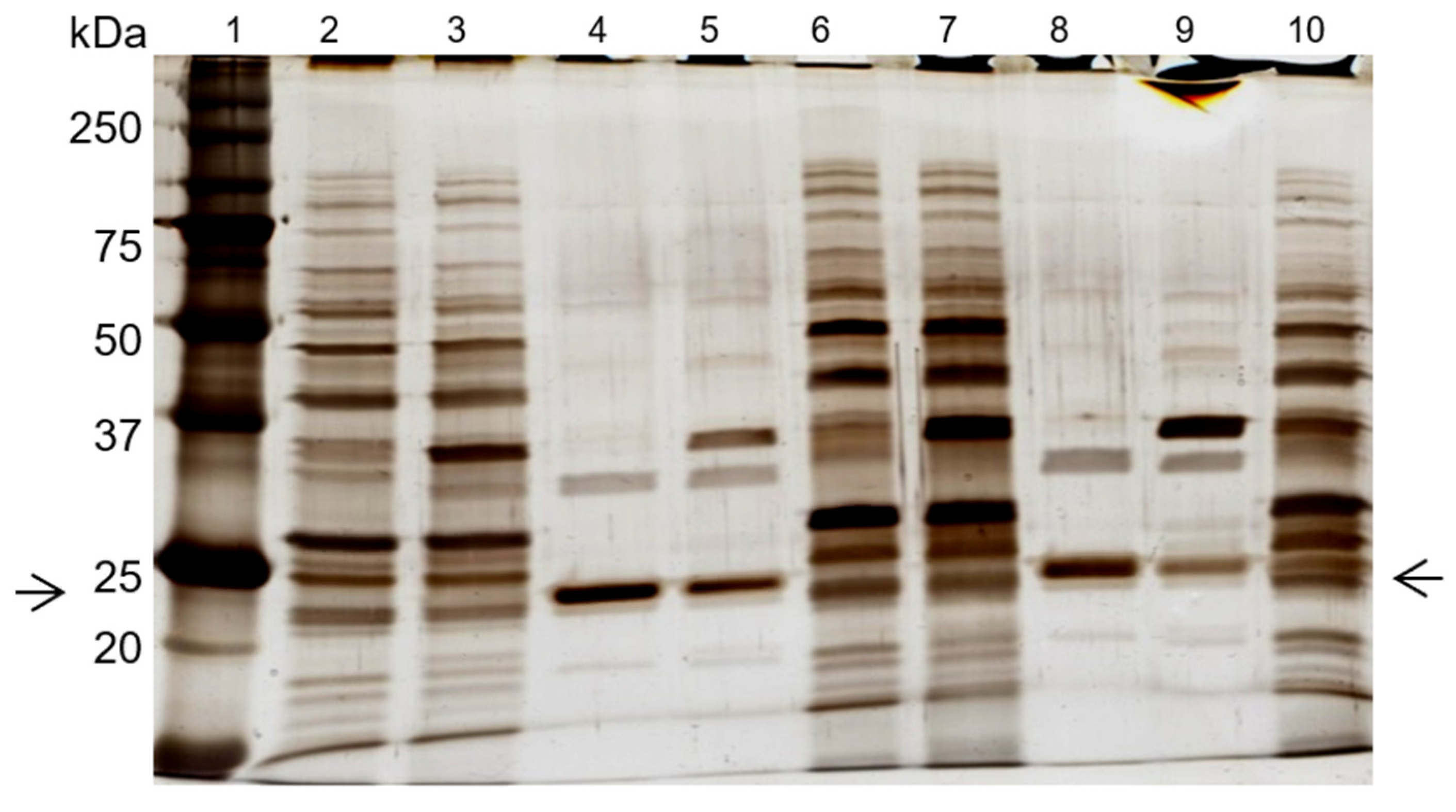 Biomimetics 09 00057 g005