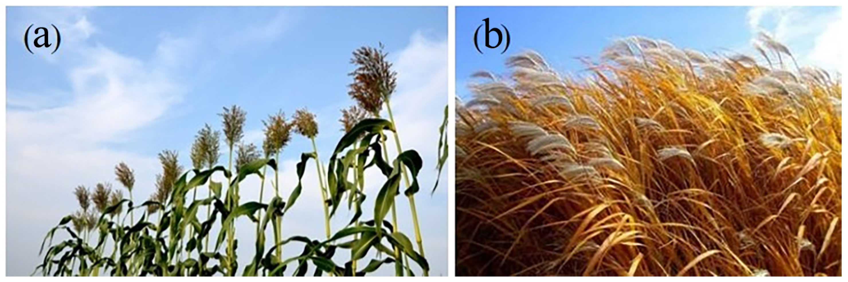 Biomimetics 09 00060 g001