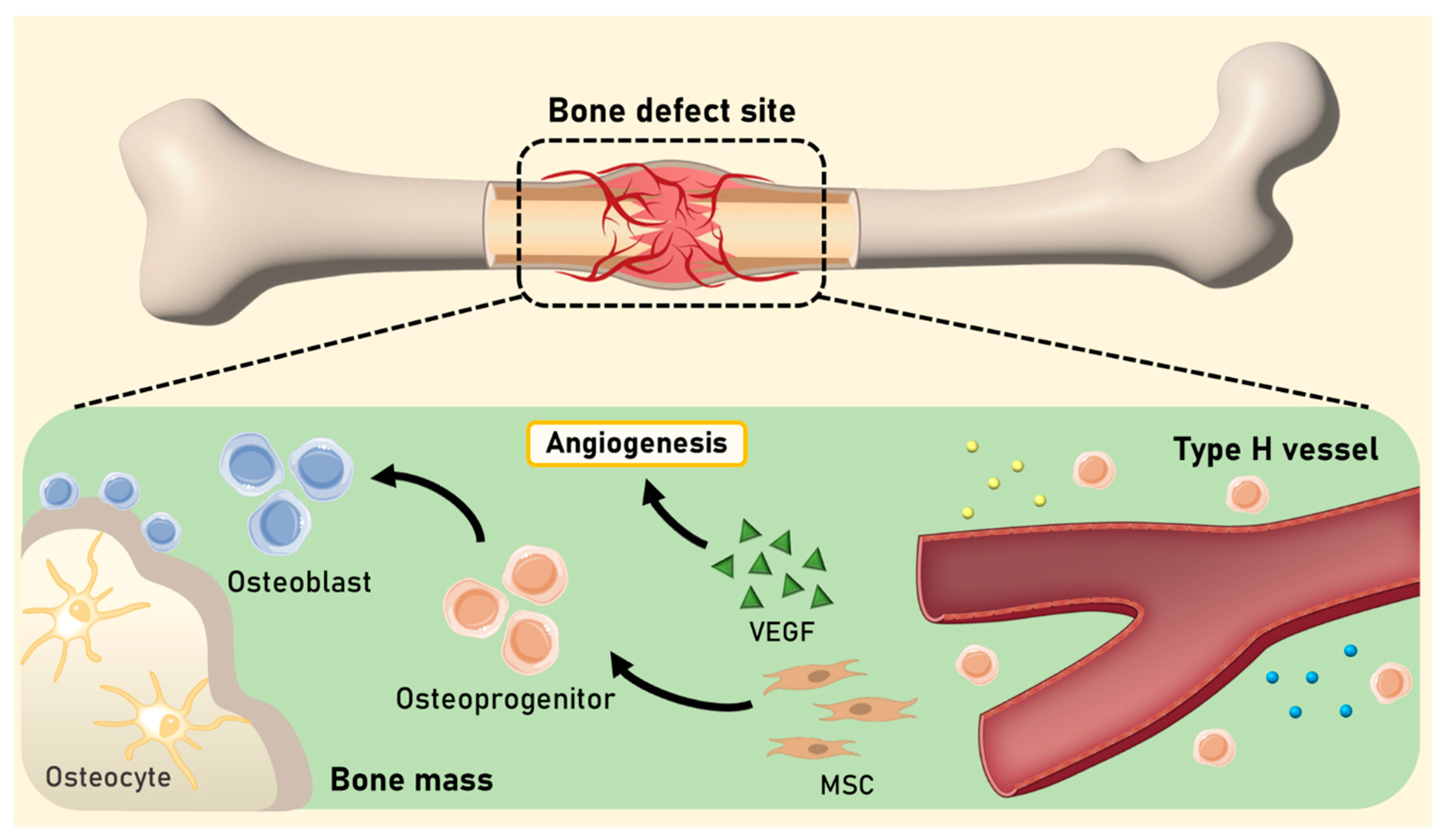 Biomimetics 09 00075 g001 Biomimetics 09 00075 g001