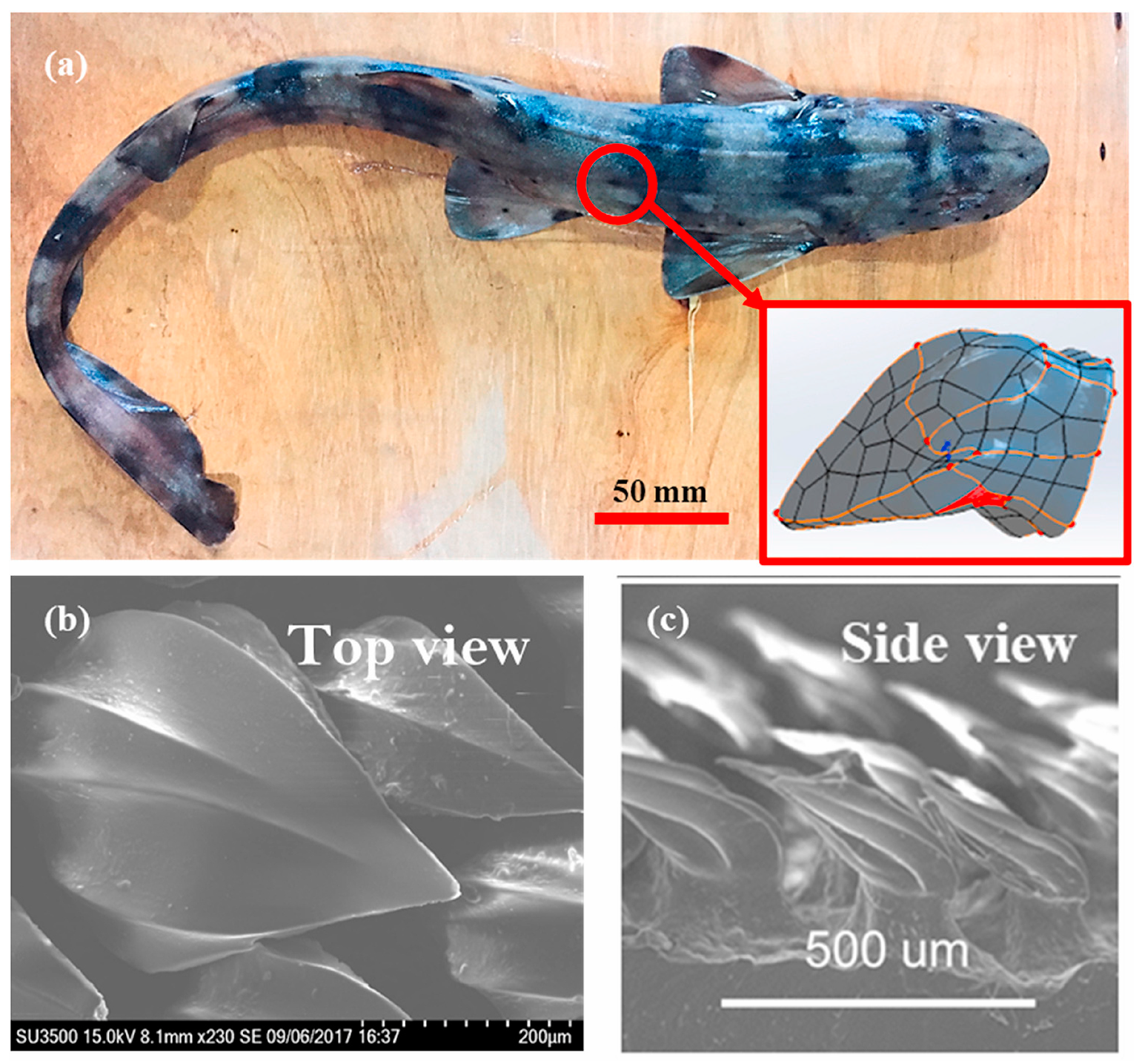 Biomimetics 09 00079 g014