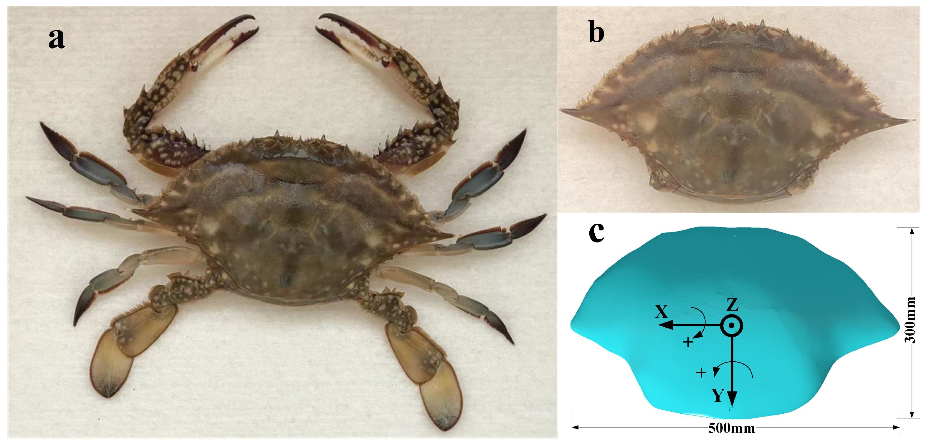 Biomimetics 09 00081 g001