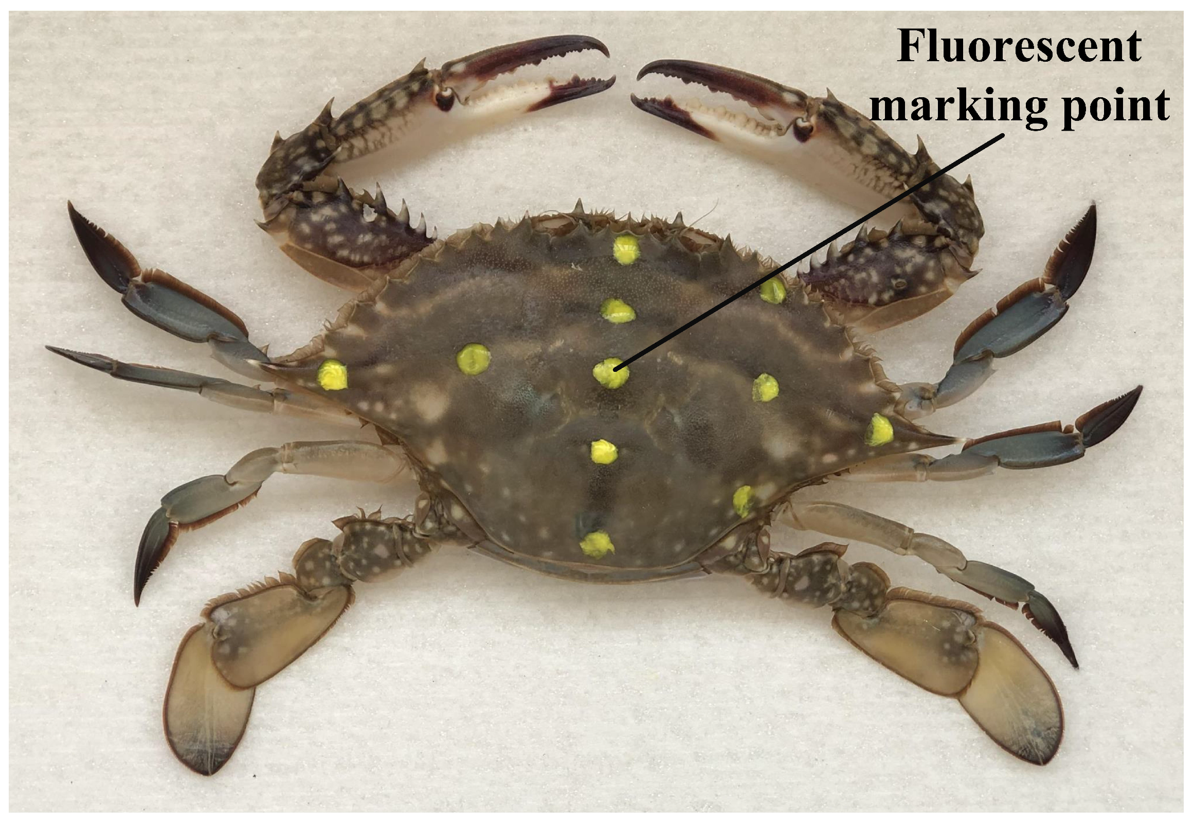 Biomimetics 09 00081 g002