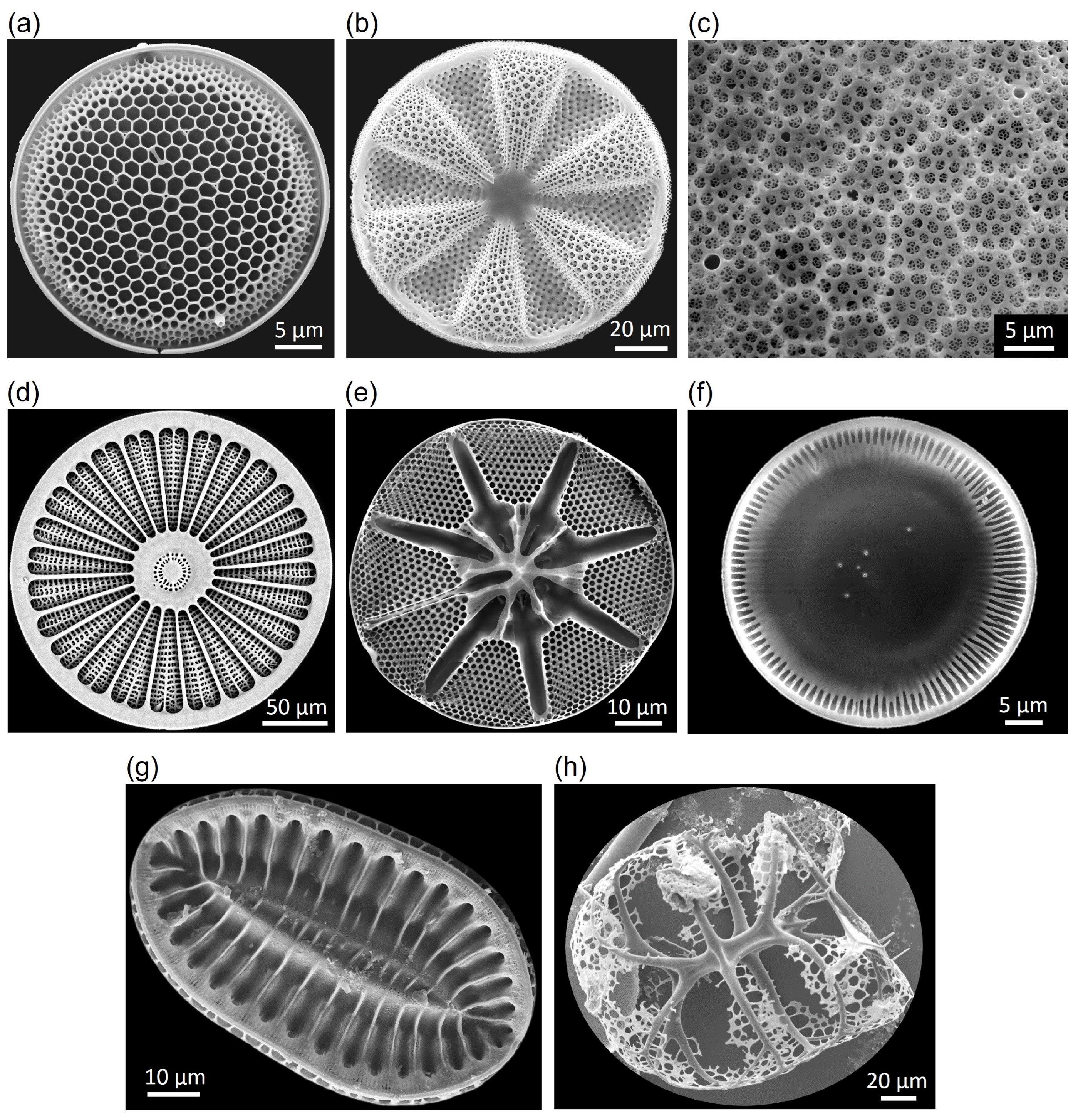 Biomimetics 09 00085 g004