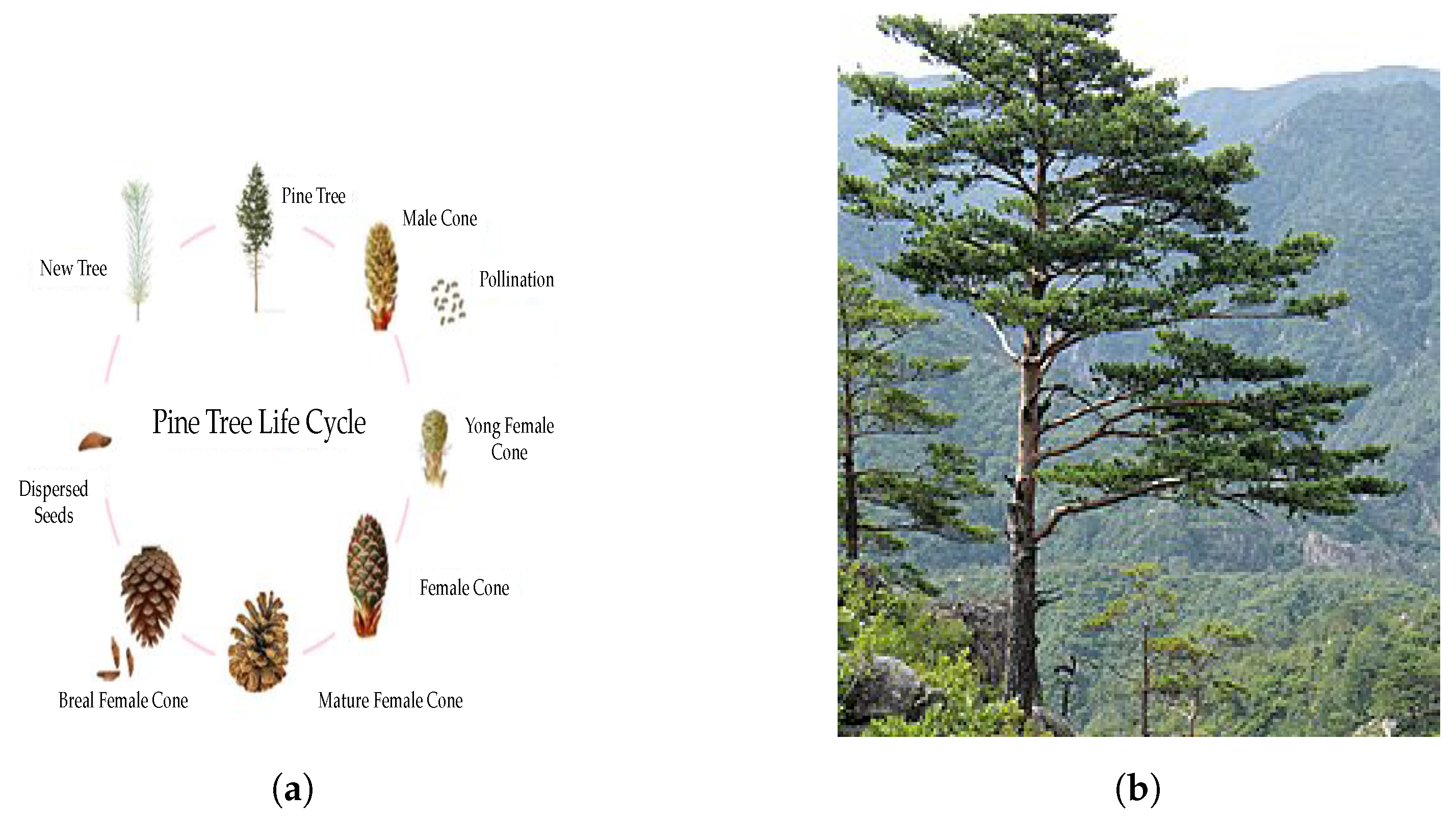 Biomimetics 09 00091 g002 Biomimetics 09 00091 g002