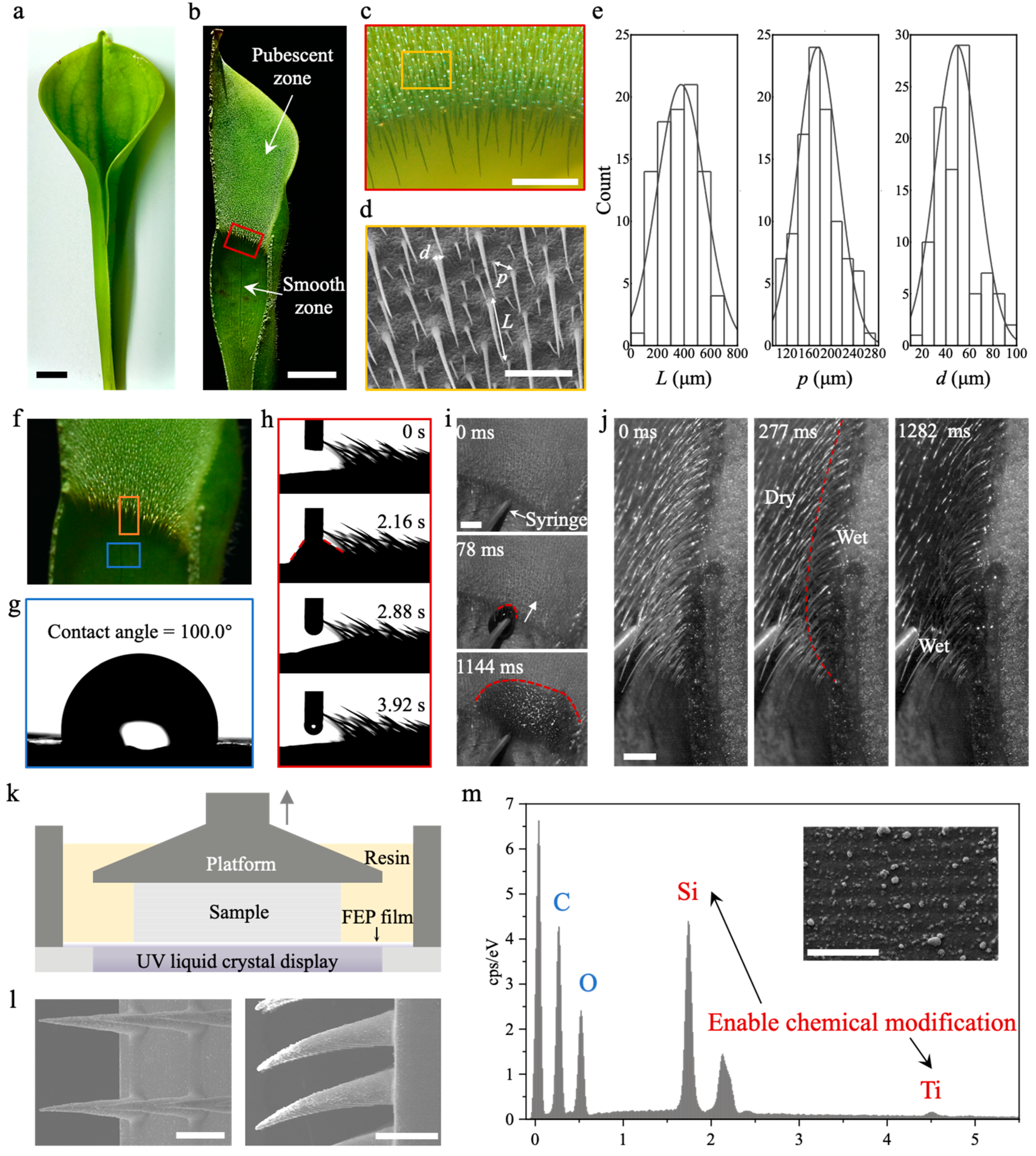 Biomimetics 09 00102 g001