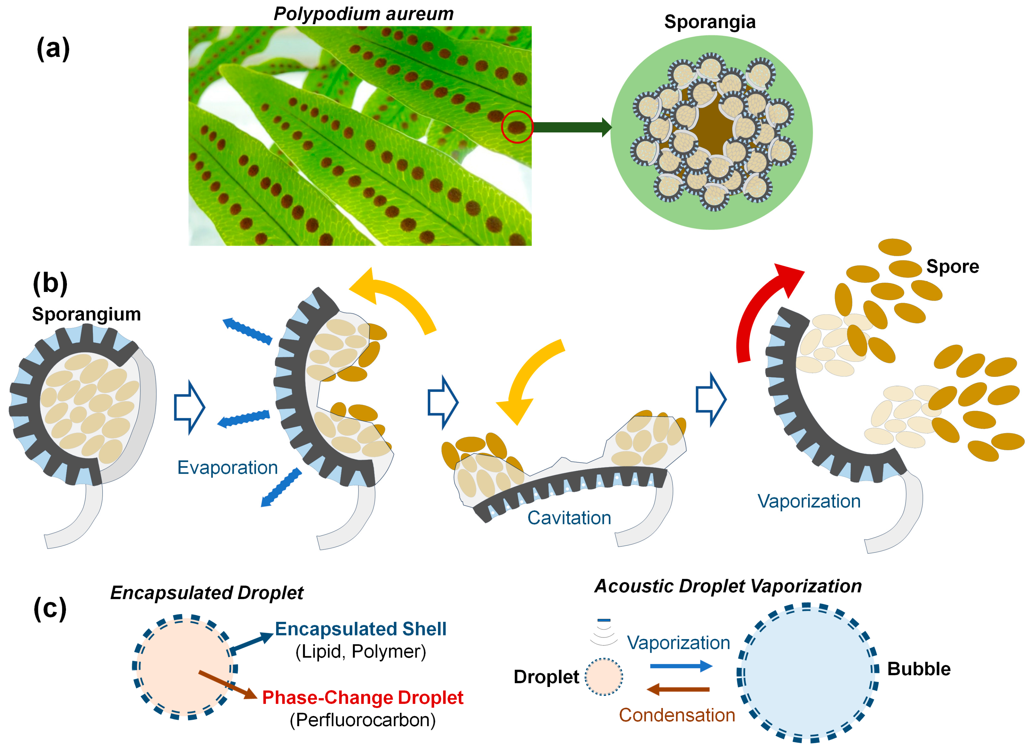 Biomimetics 09 00106 g001