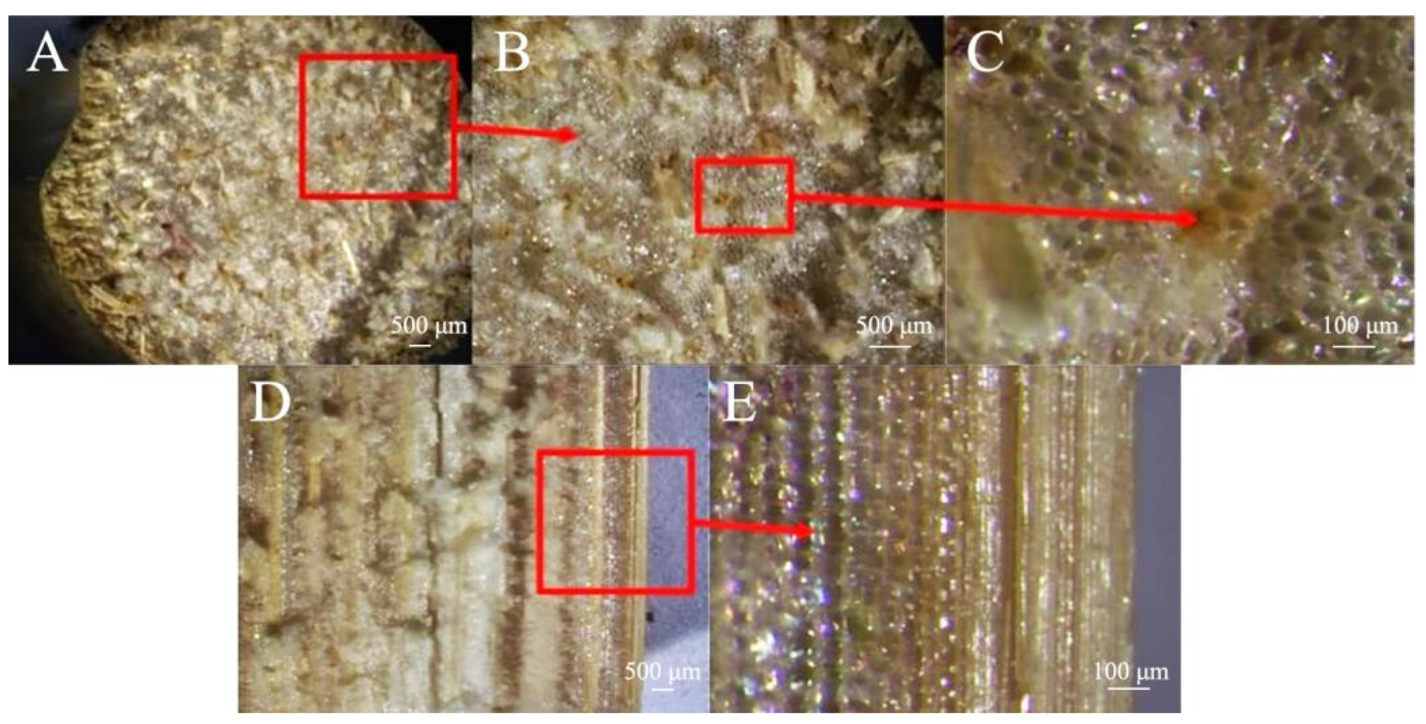 Biomimetics 09 00107 g004