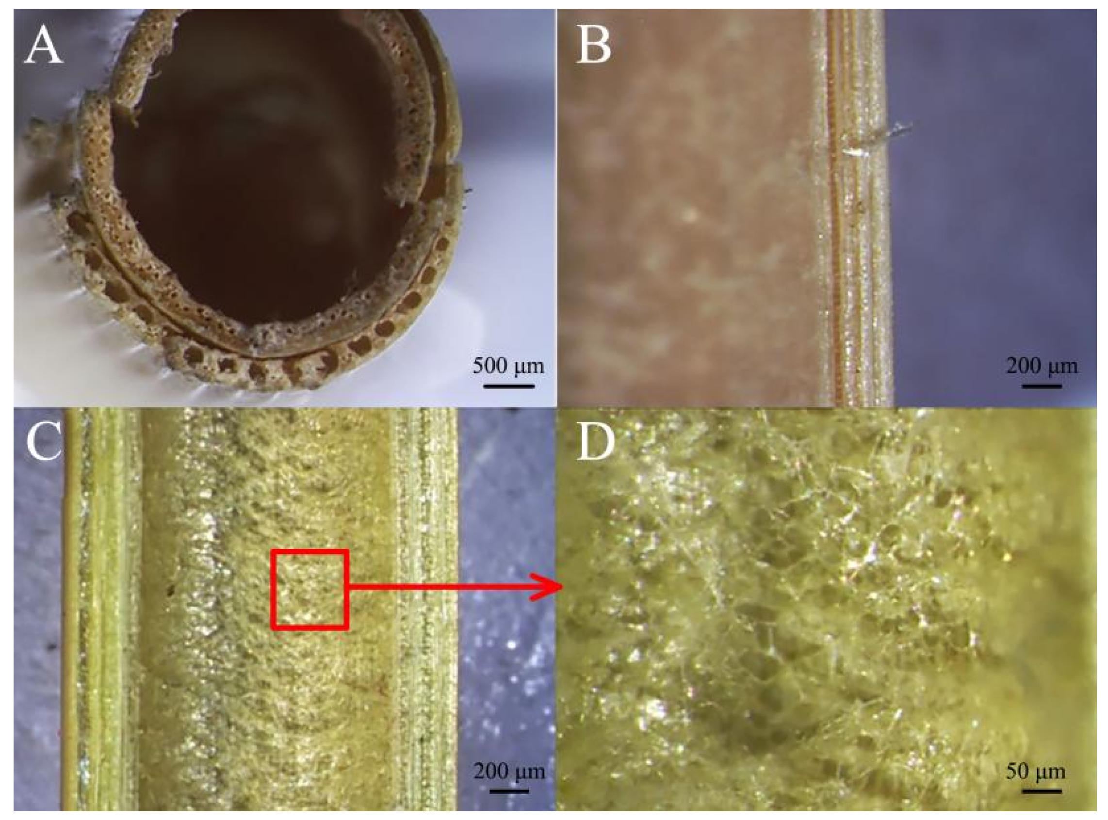 Biomimetics 09 00107 g005