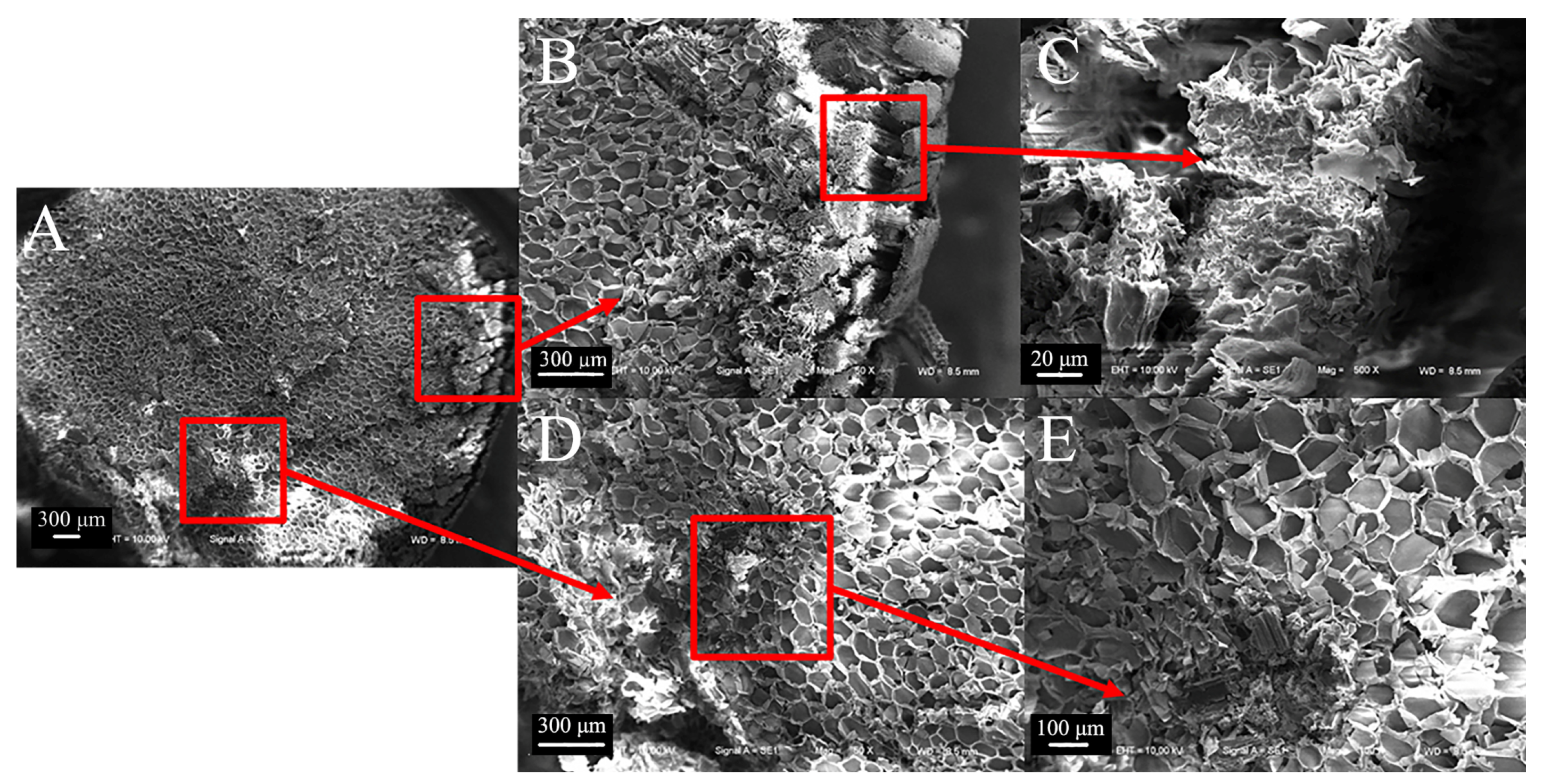 Biomimetics 09 00107 g006