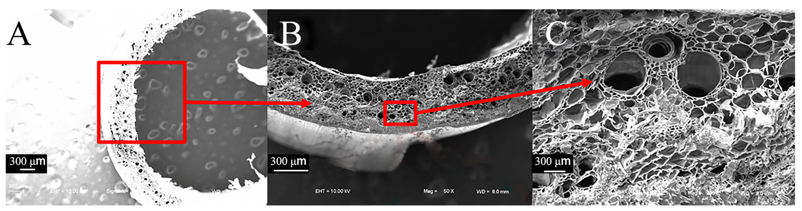 Biomimetics 09 00107 g007