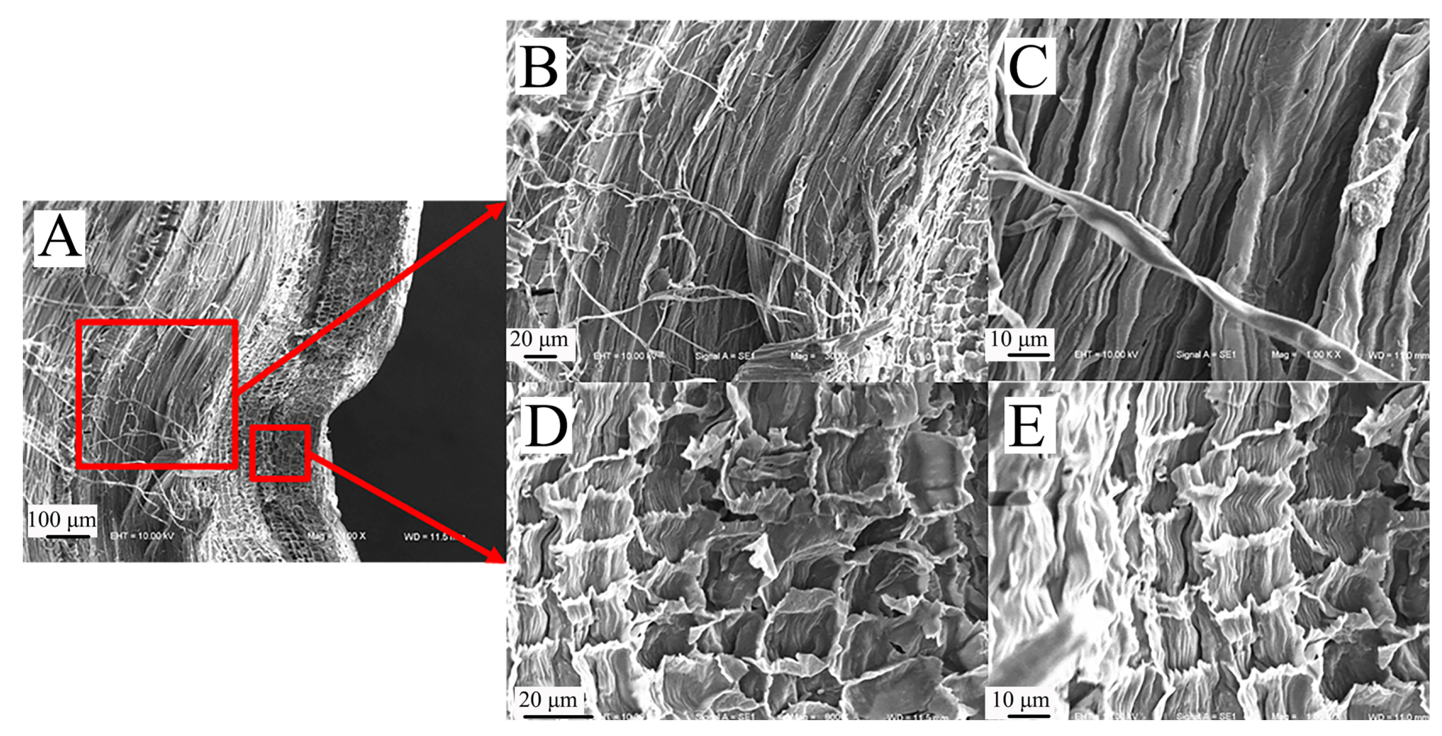 Biomimetics 09 00107 g009