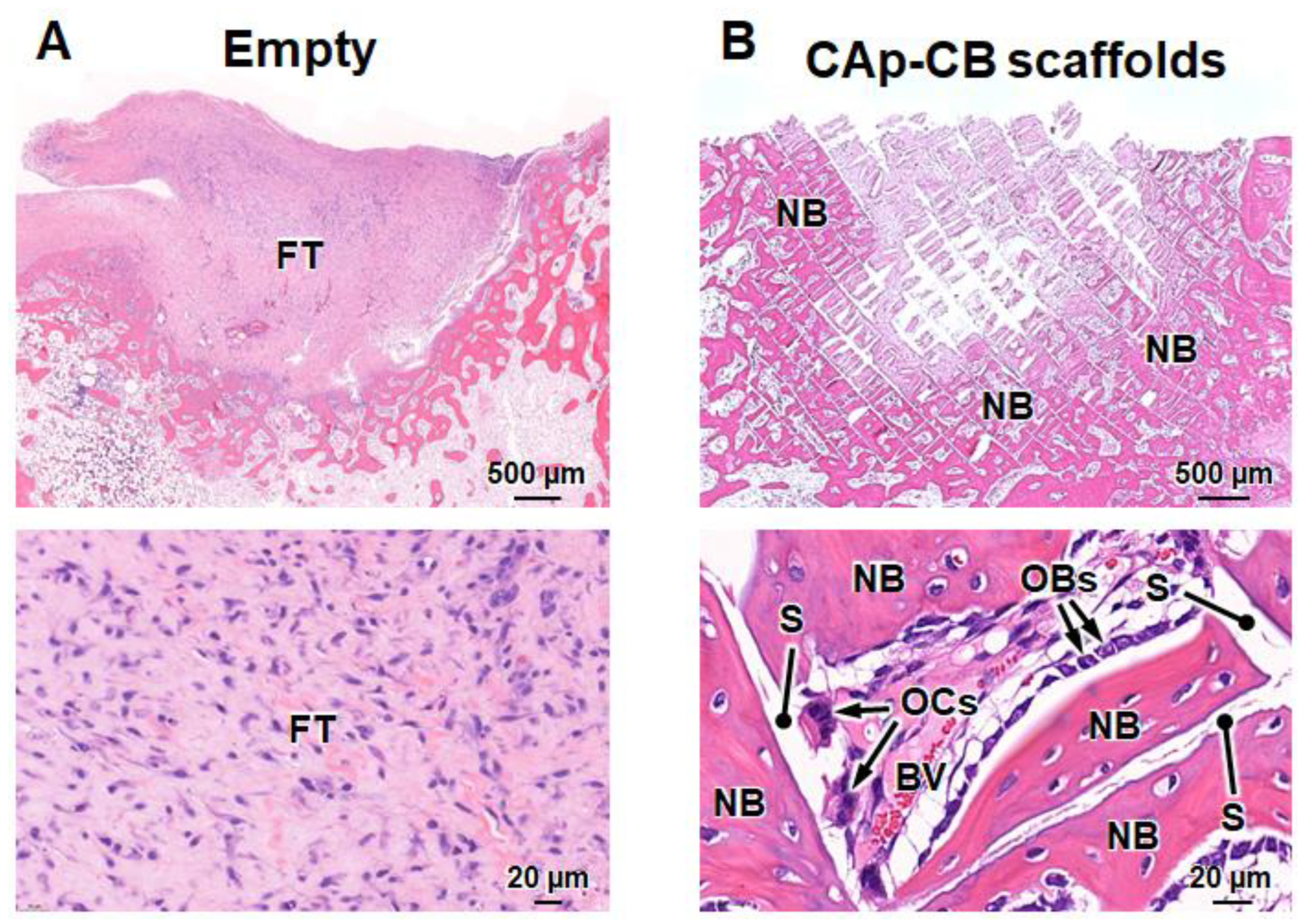 Biomimetics 09 00112 g008