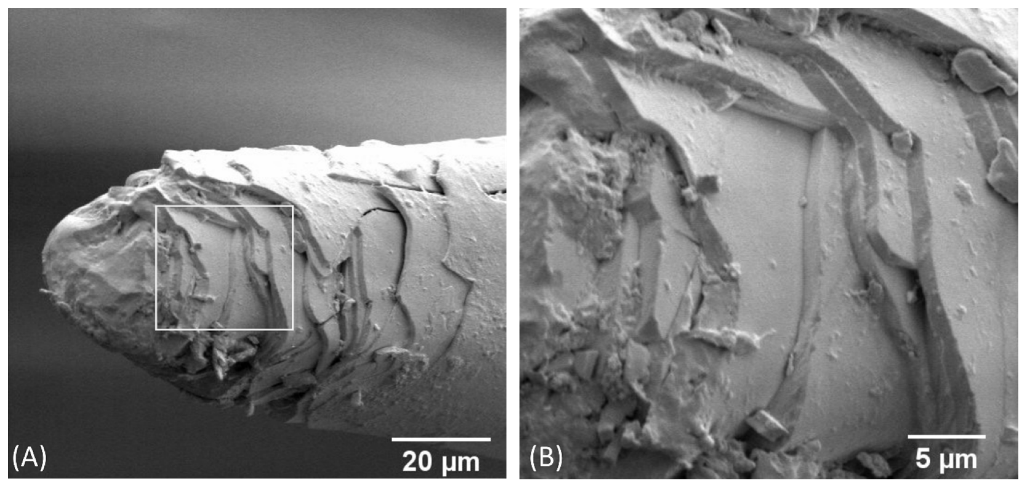 Biomimetics 09 00131 g007