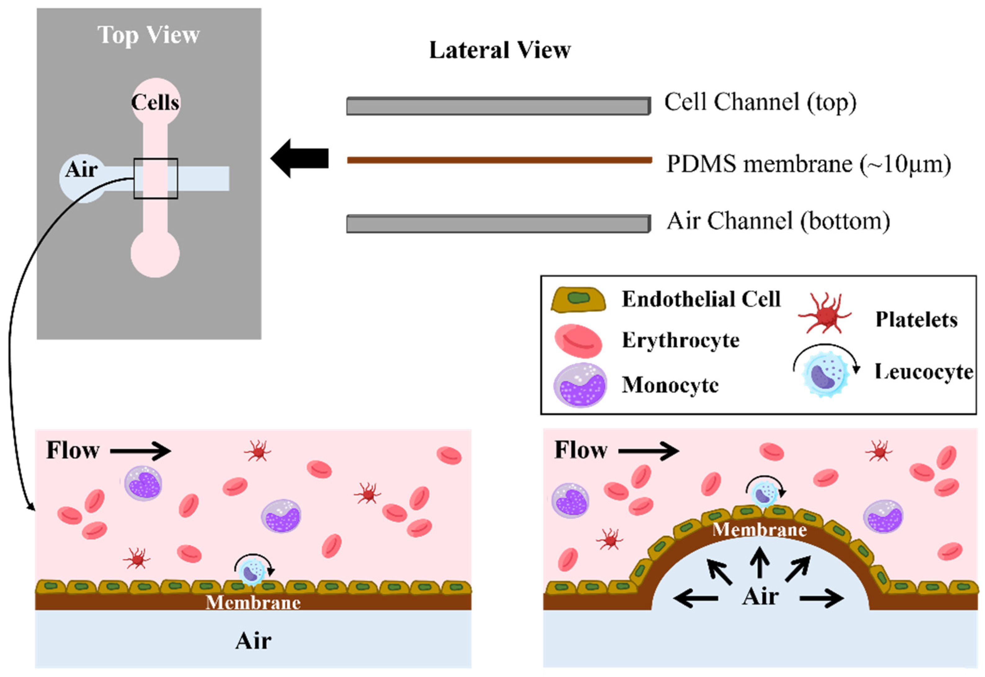 Biomimetics 09 00135 g005