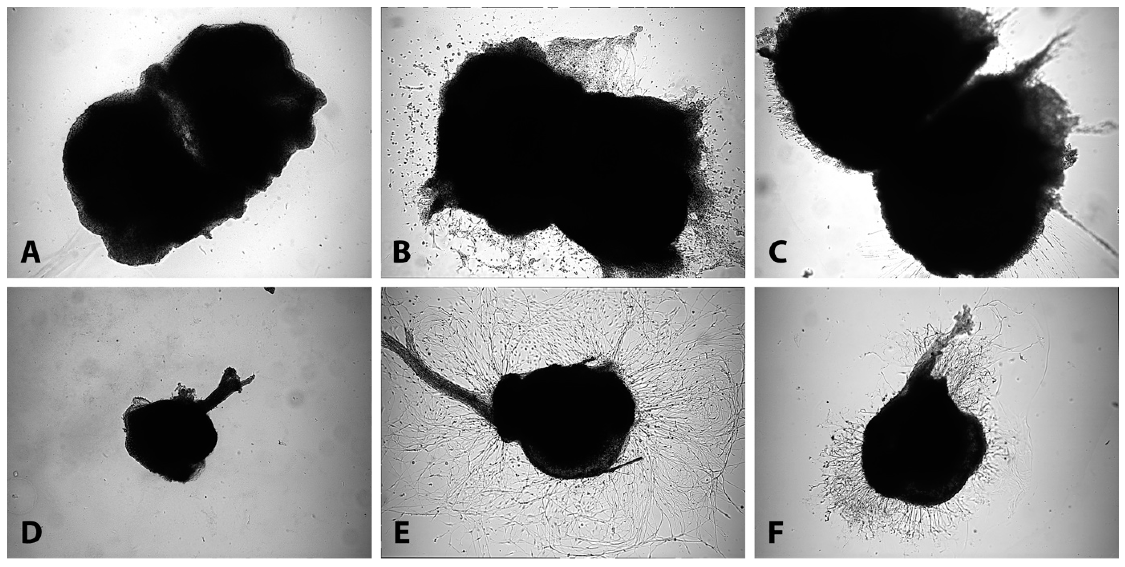 Biomimetics 09 00140 g001