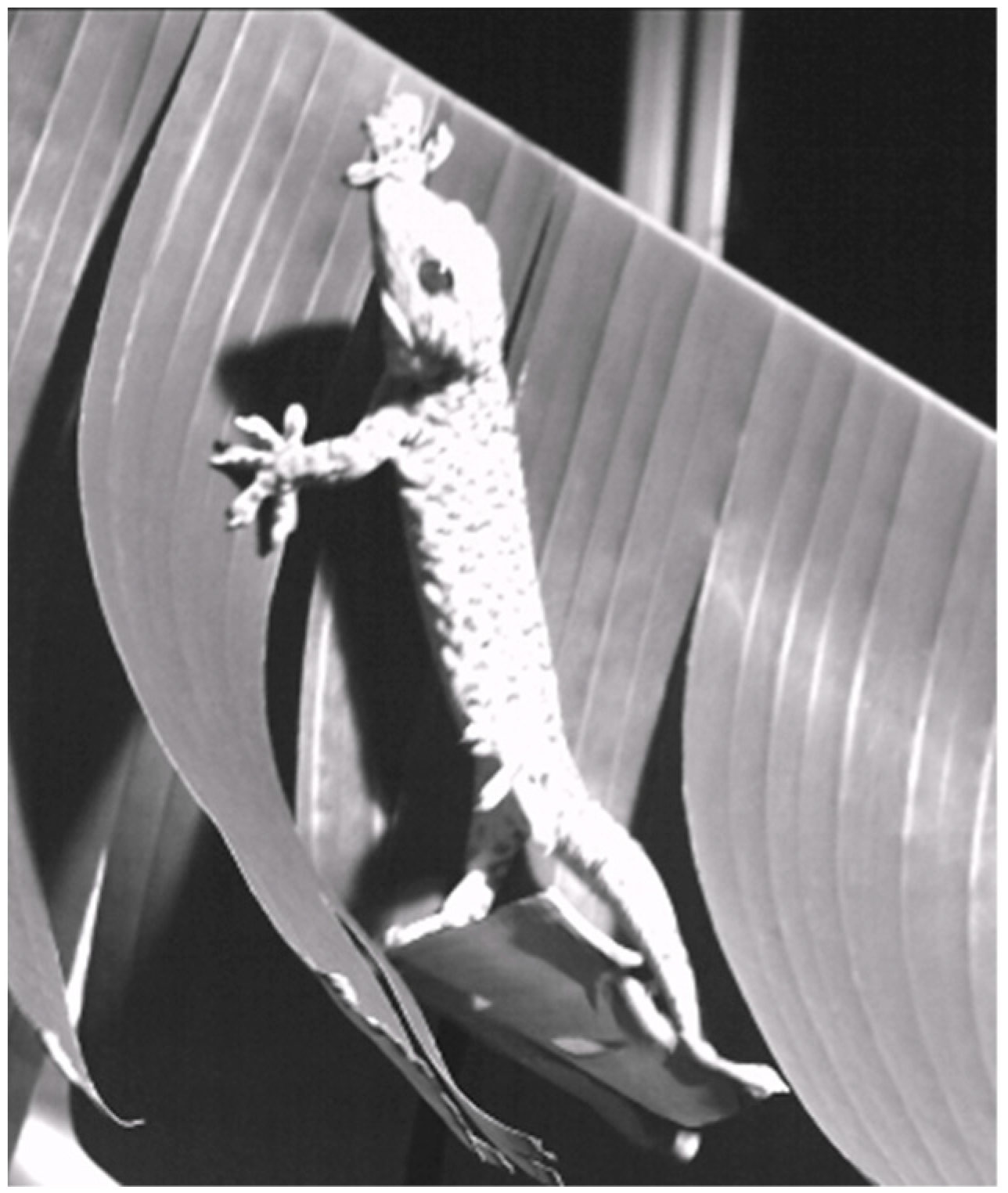 Biomimetics 09 00141 g001 Biomimetics 09 00141 g001