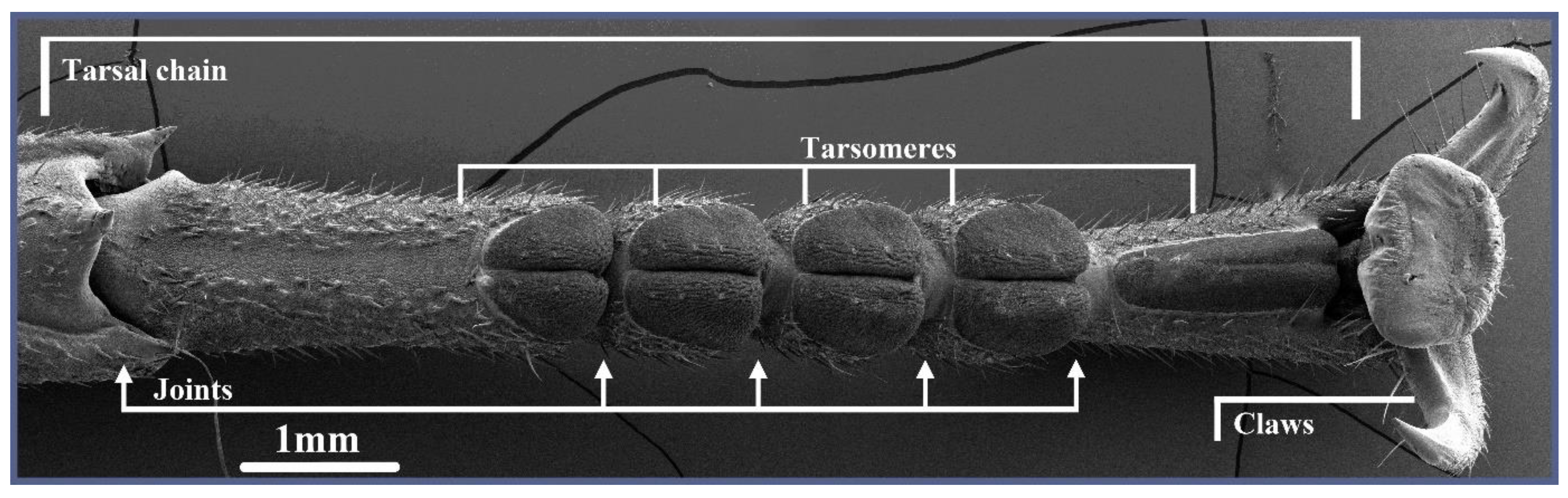 Biomimetics 09 00142 g001