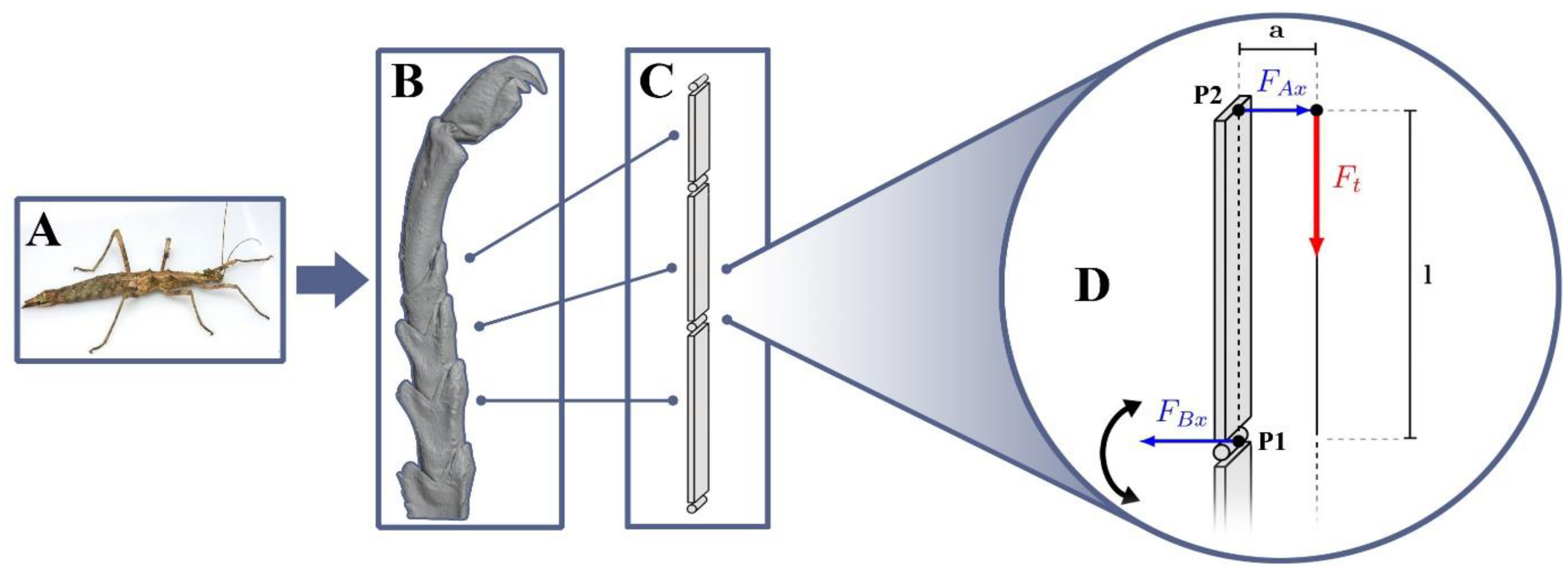 Biomimetics 09 00142 g002