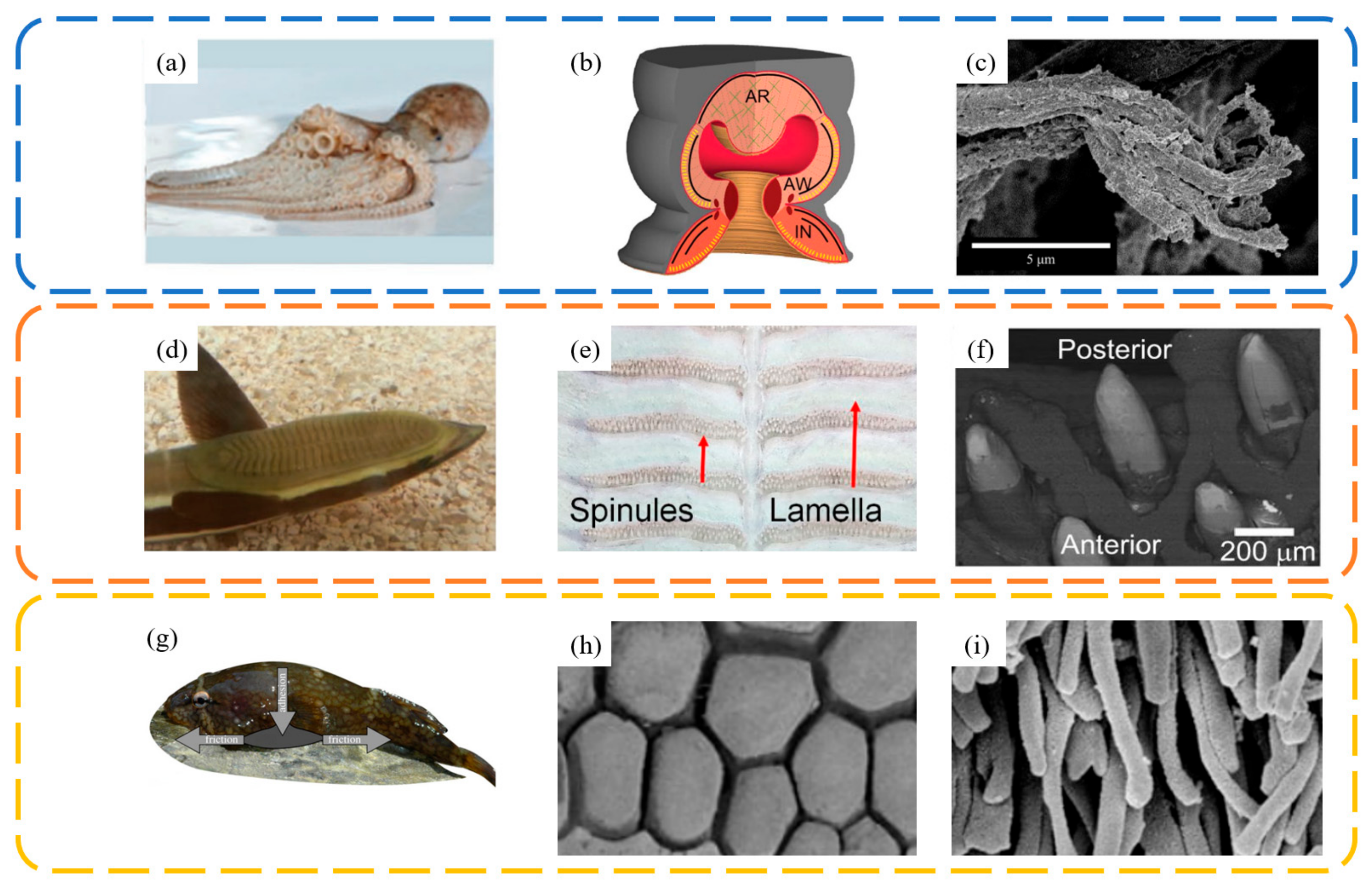 Biomimetics 09 00144 g006