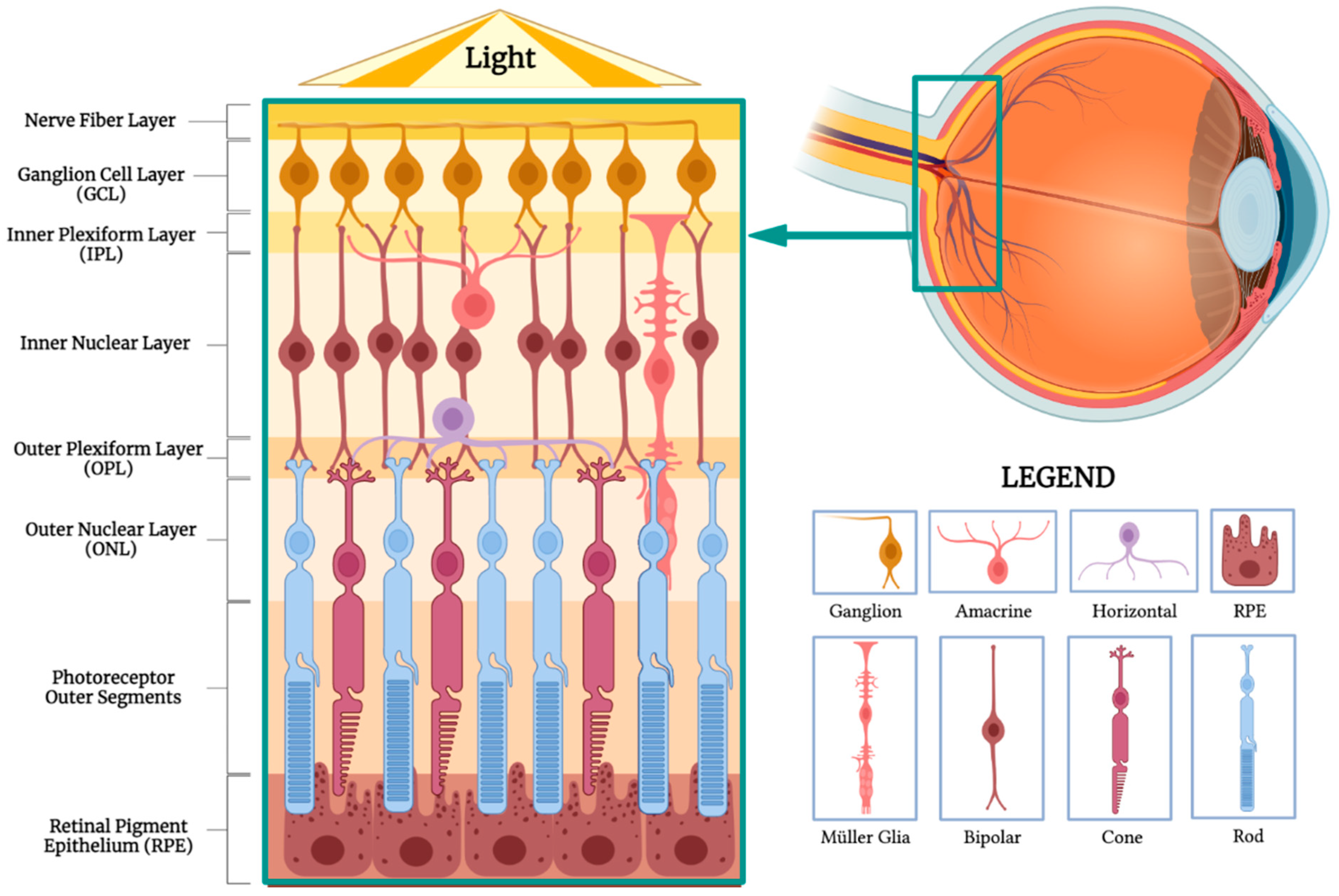 Biomimetics 09 00145 g001 Biomimetics 09 00145 g001