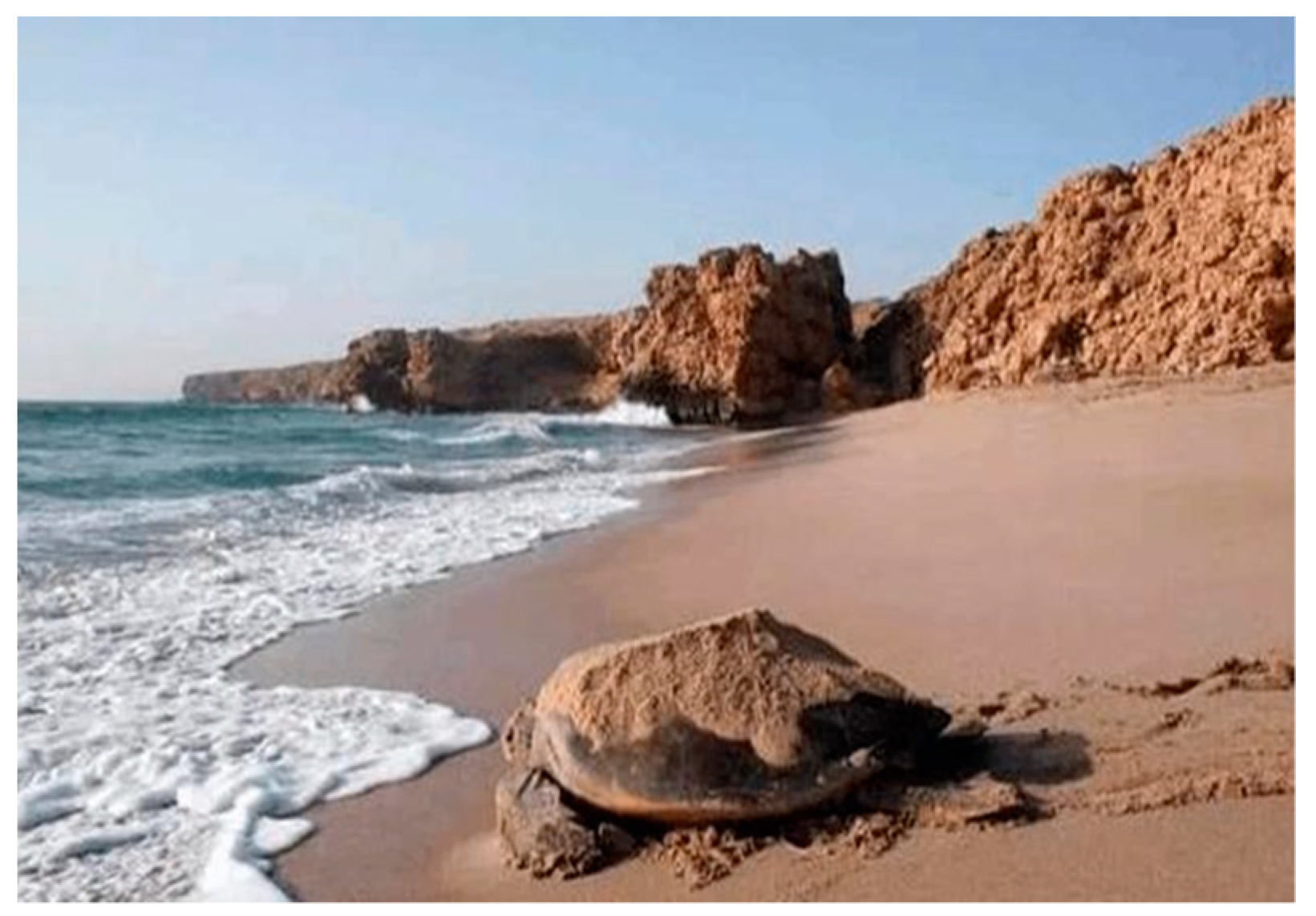 Biomimetics 09 00147 g001