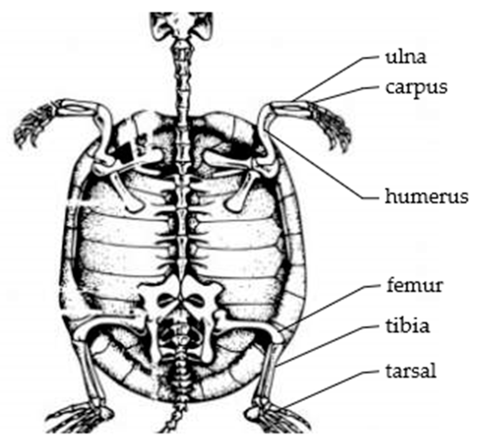 Biomimetics 09 00147 g004
