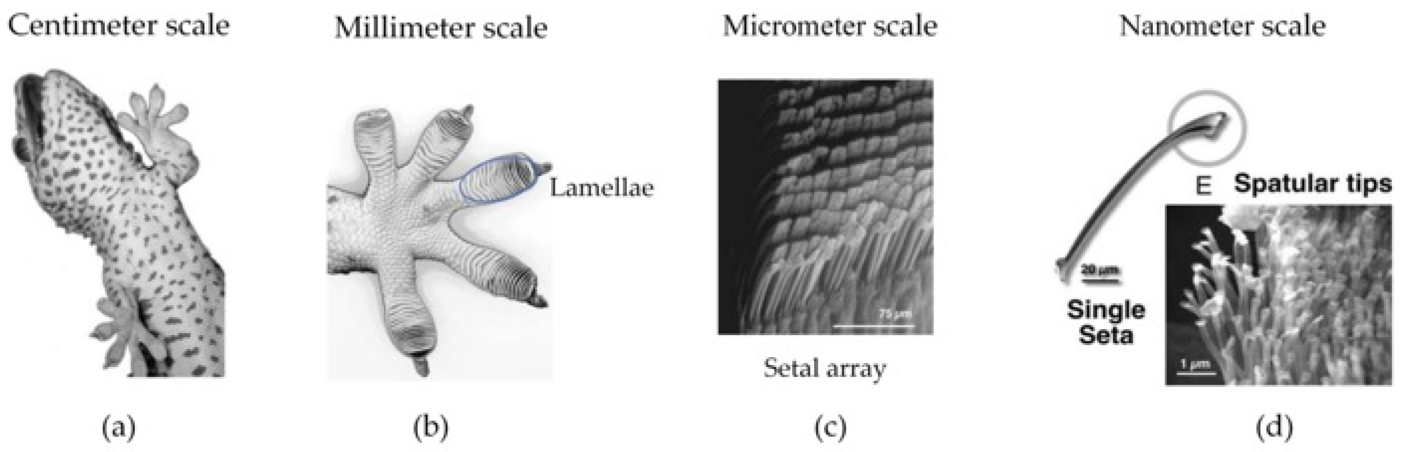 Biomimetics 09 00149 g001 Biomimetics 09 00149 g001