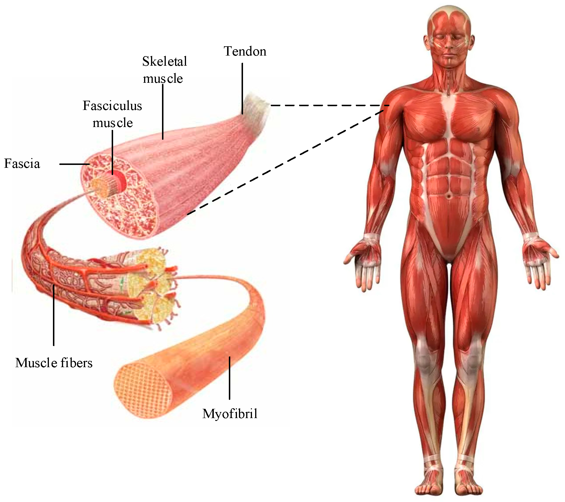 Biomimetics 09 00150 g001