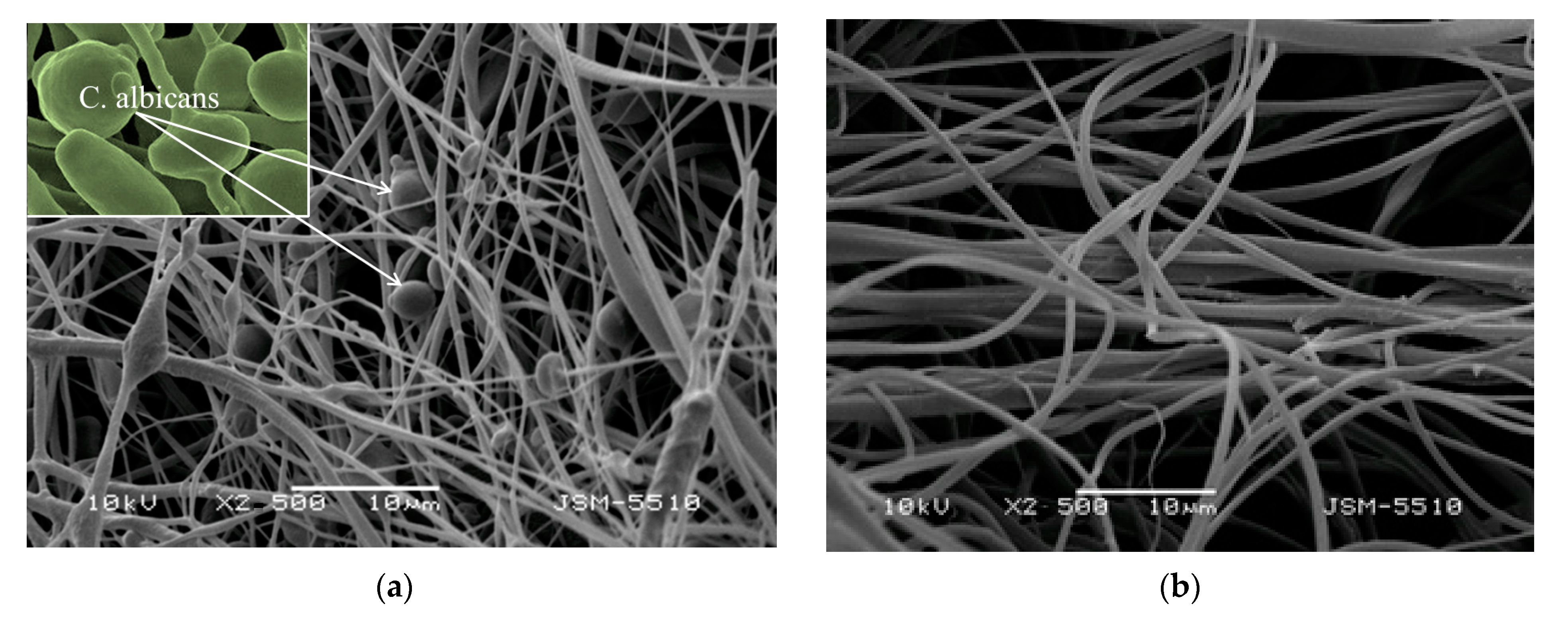 Biomimetics 09 00152 g007