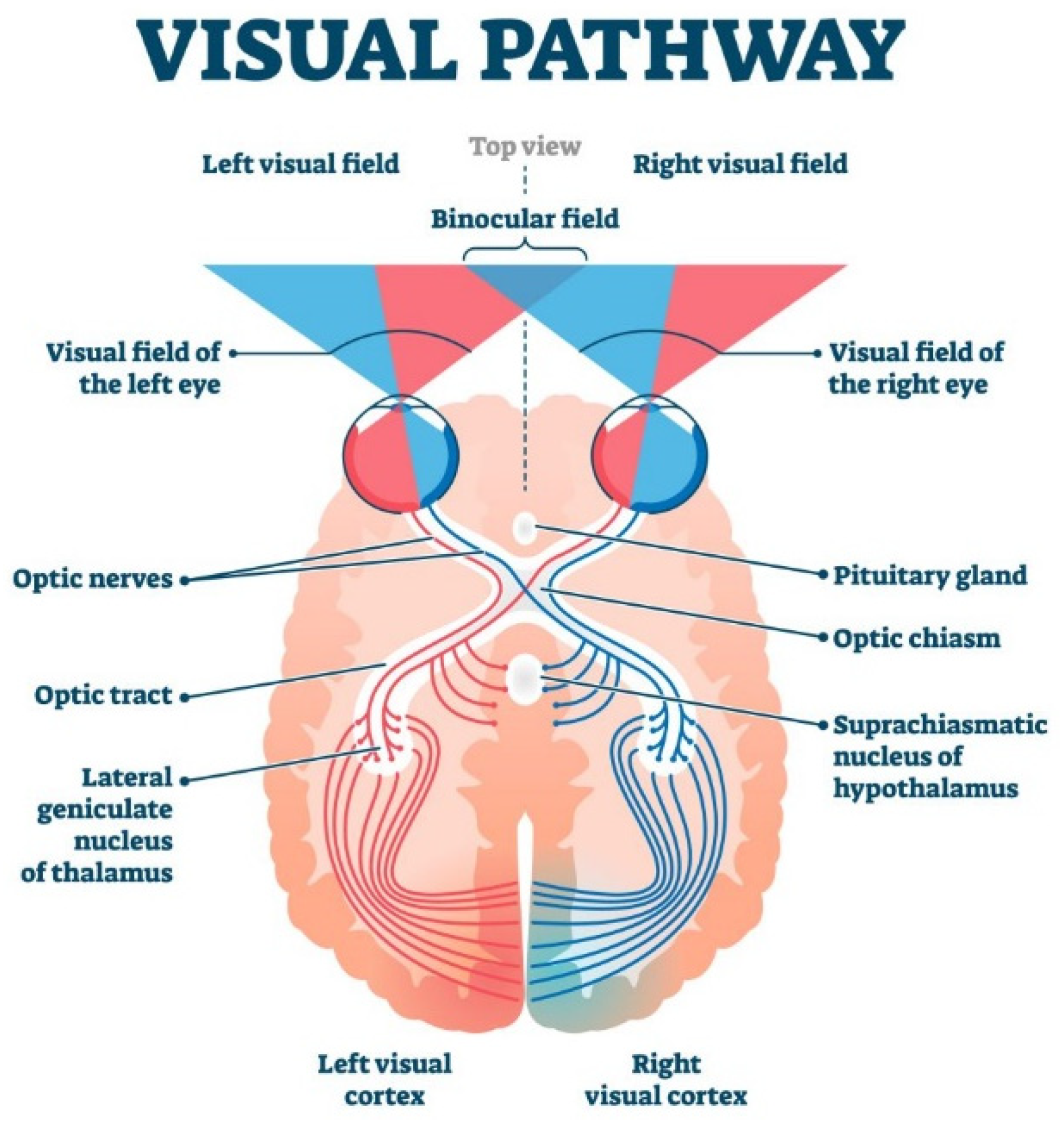 Biomimetics 09 00158 g003
