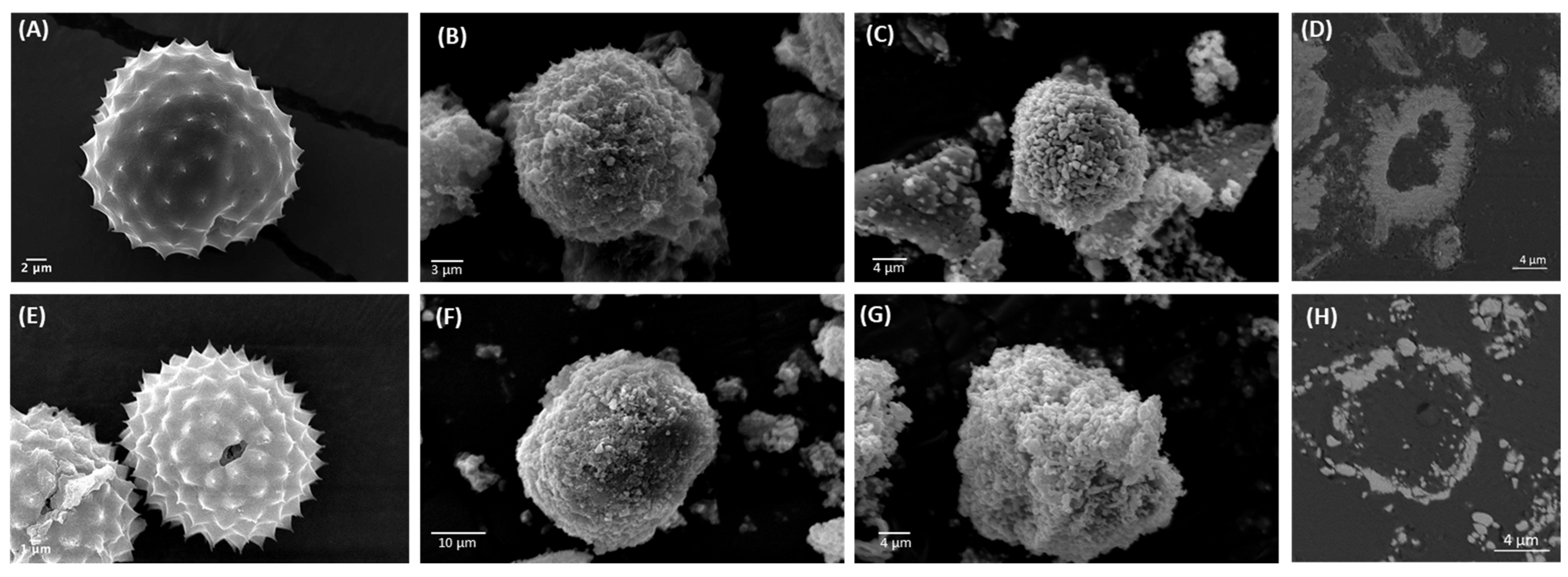 Biomimetics 09 00159 g003