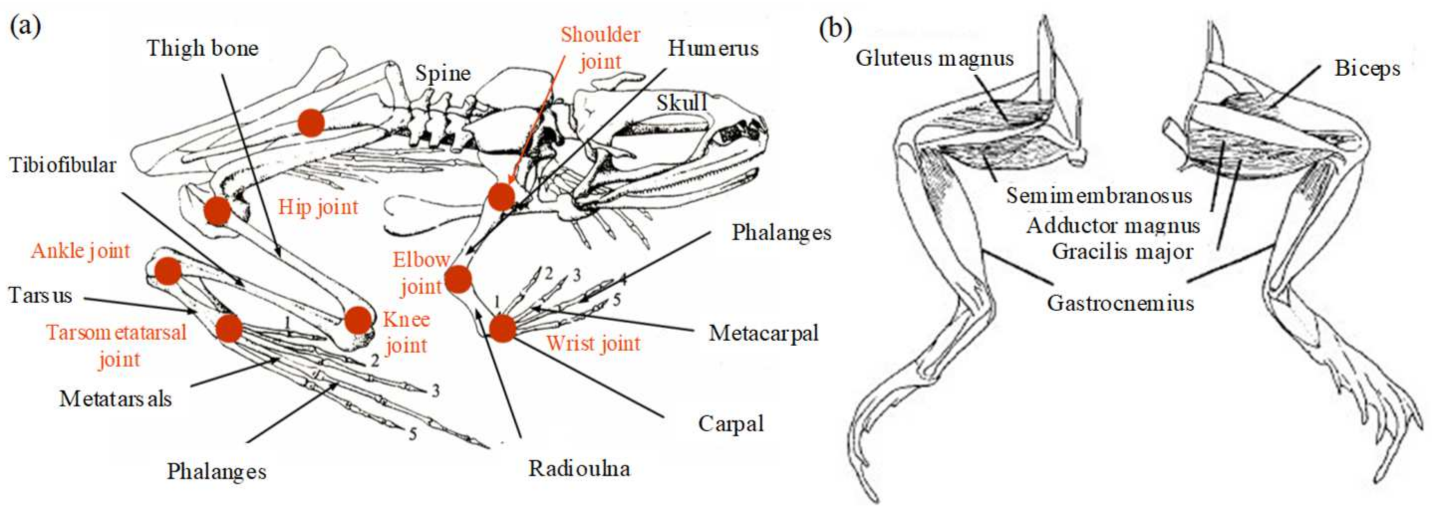 Biomimetics 09 00168 g001