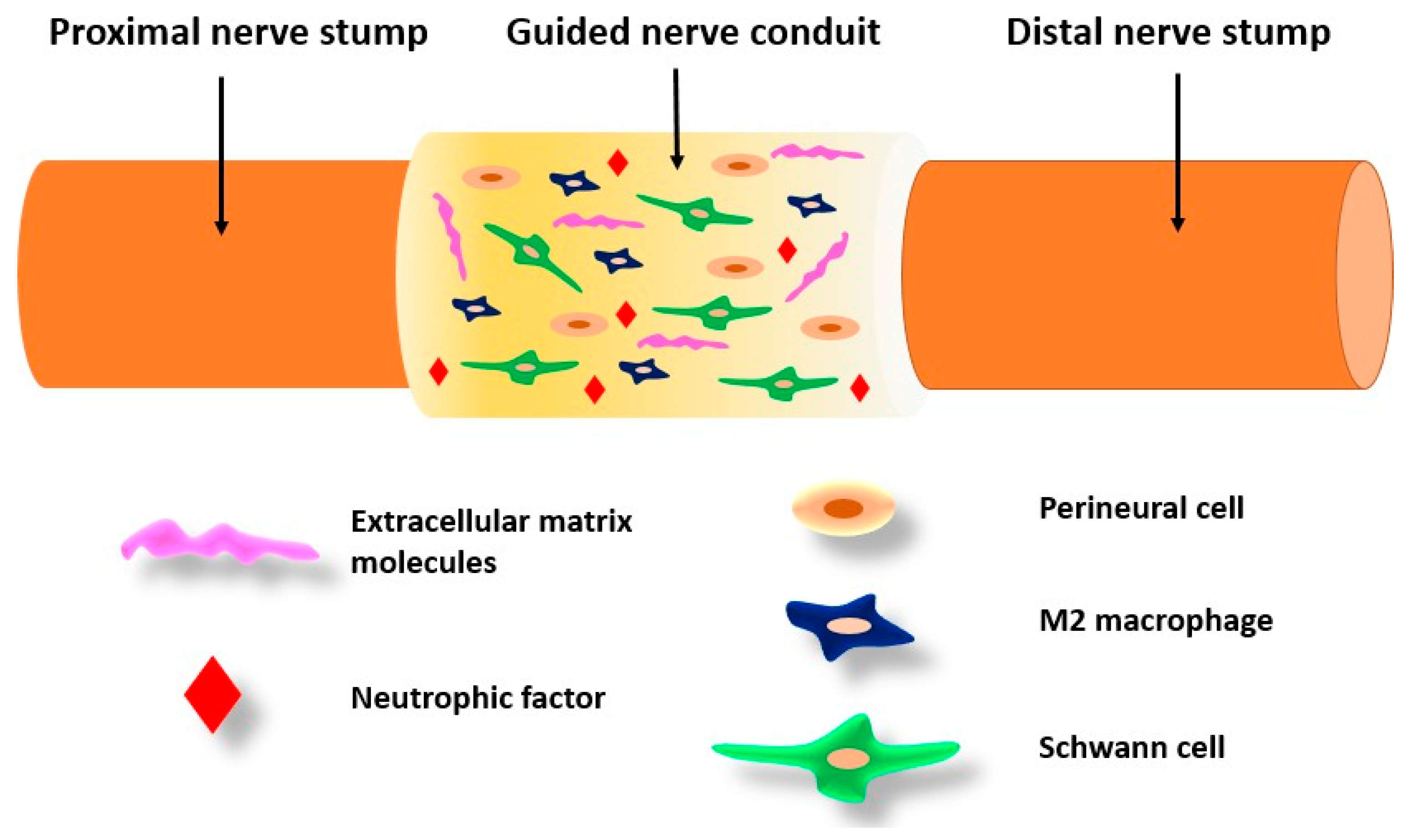 Biomimetics 09 00169 g008