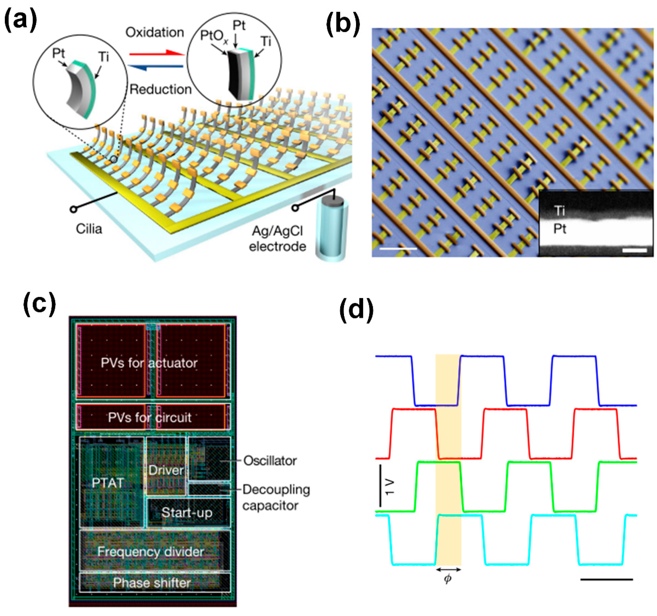Biomimetics 09 00198 g005