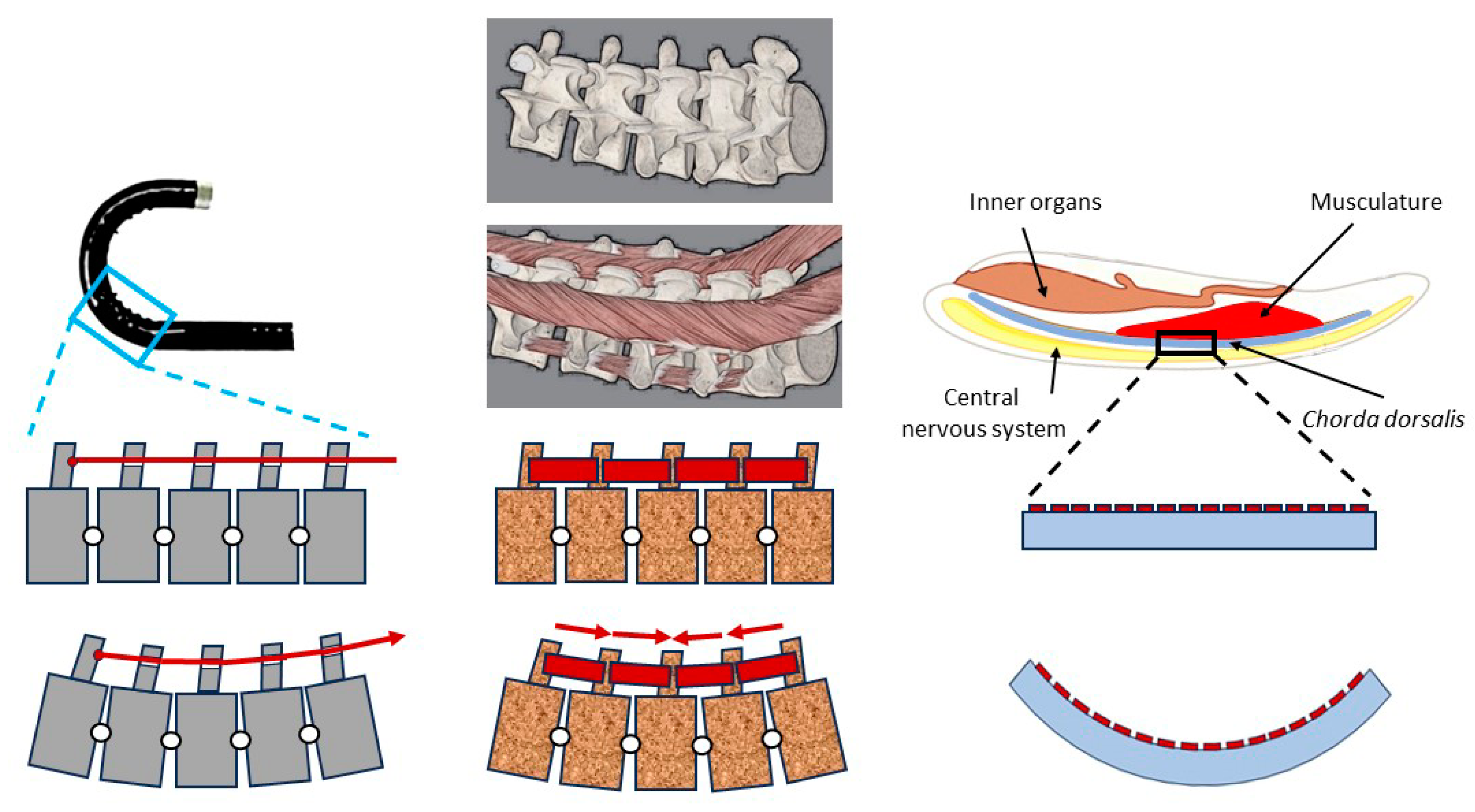Biomimetics 09 00199 g002