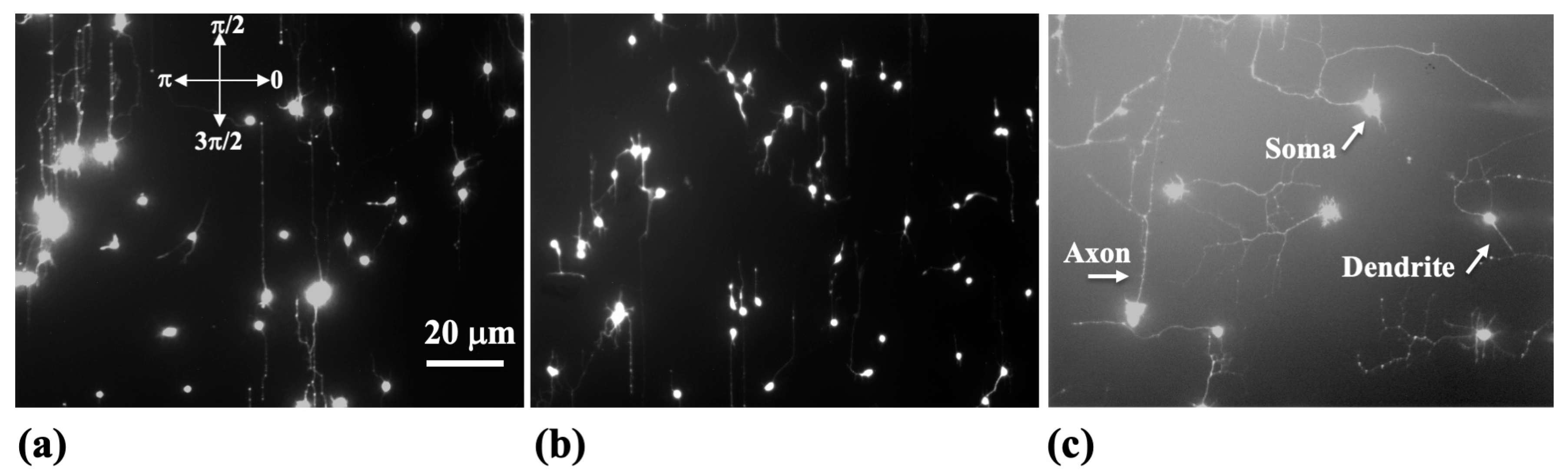 Biomimetics 09 00203 g002