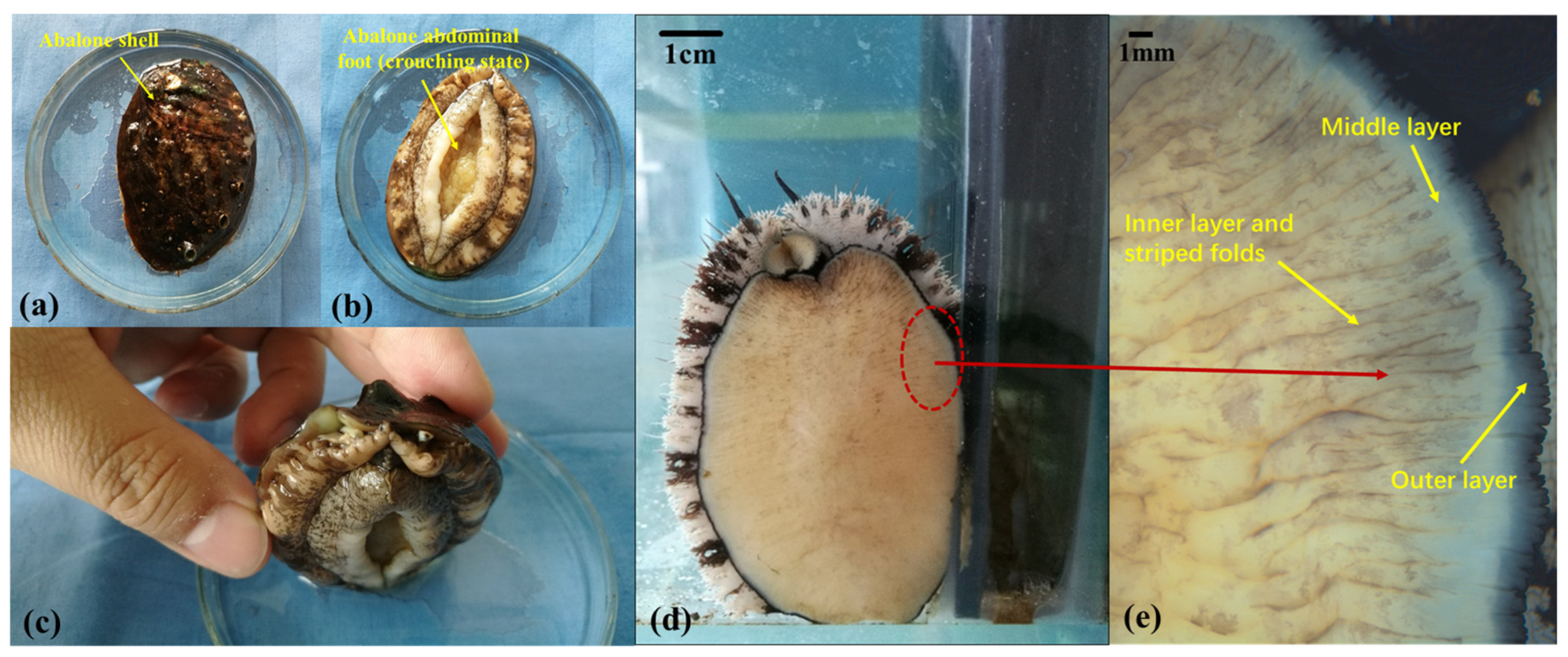 Biomimetics 09 00206 g001