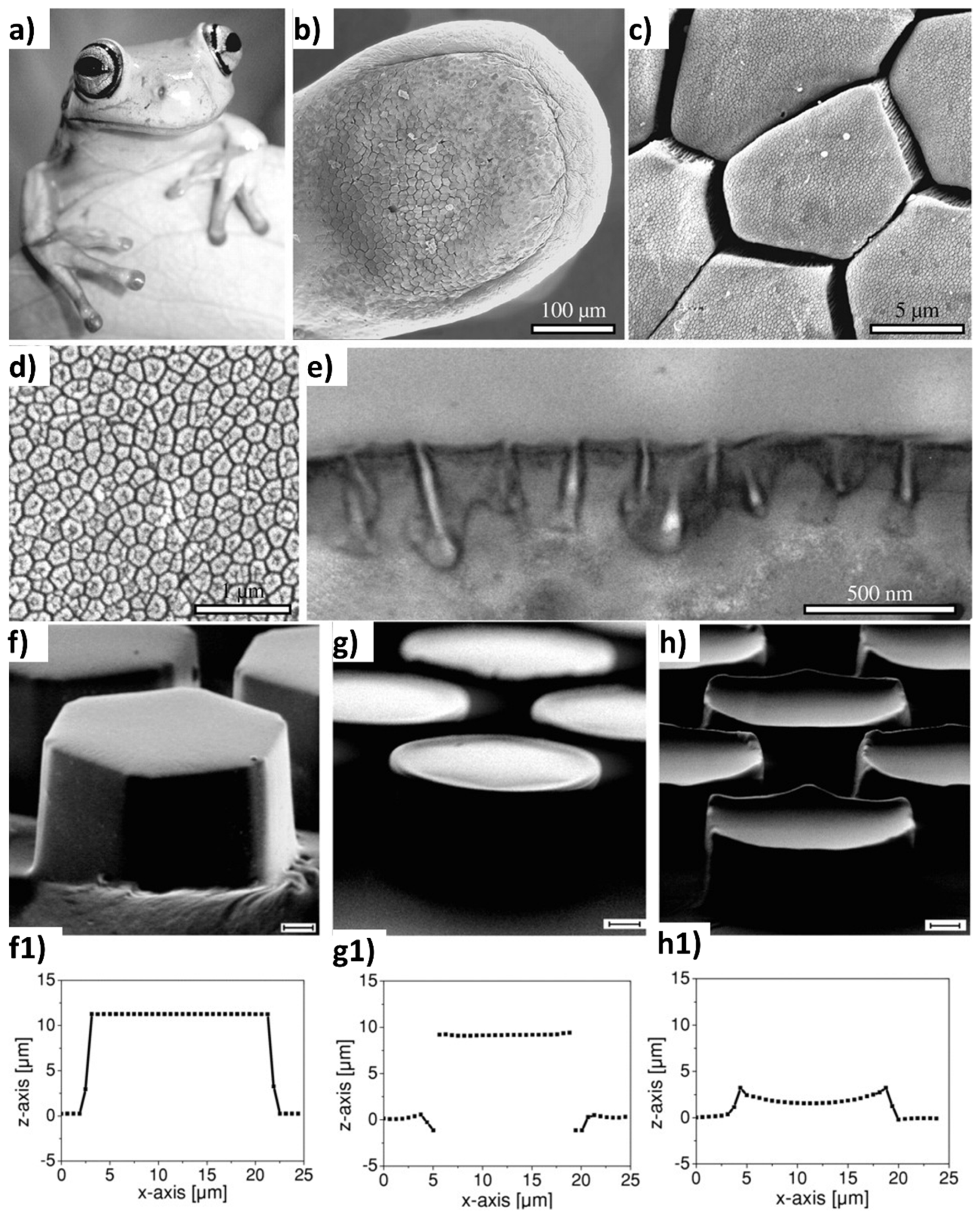 Biomimetics 09 00209 g007