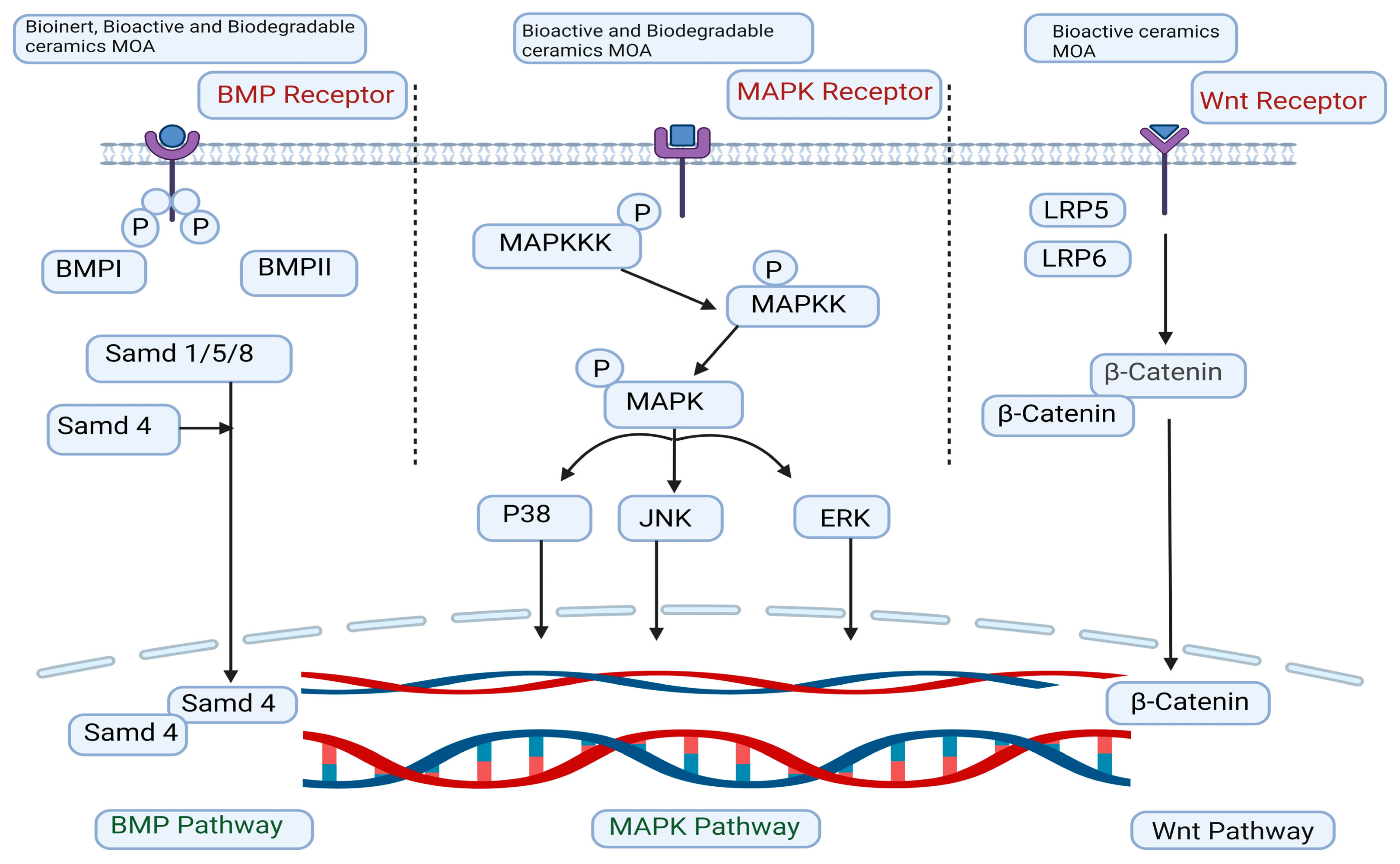 Biomimetics 09 00230 g003