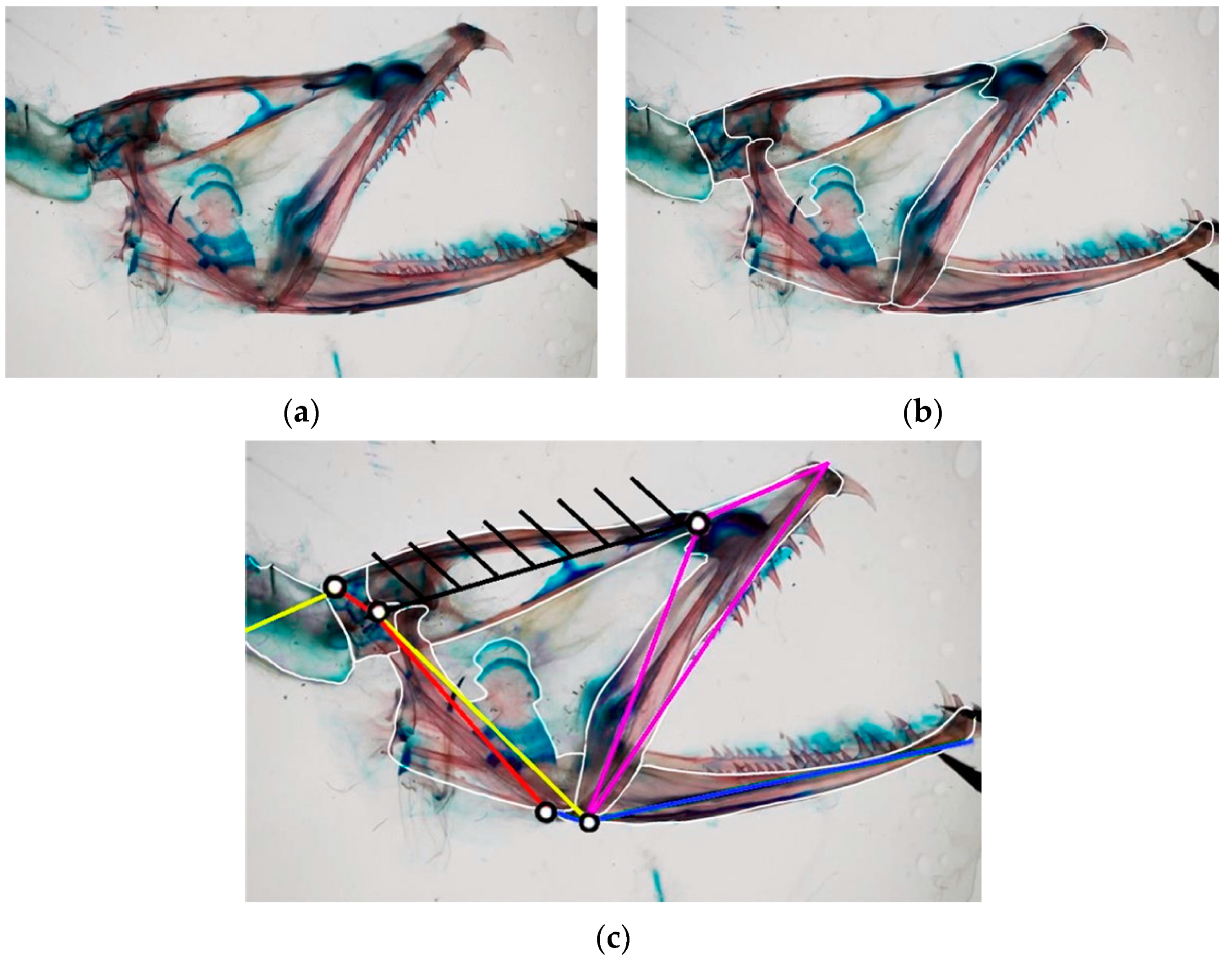 Biomimetics 09 00239 g004
