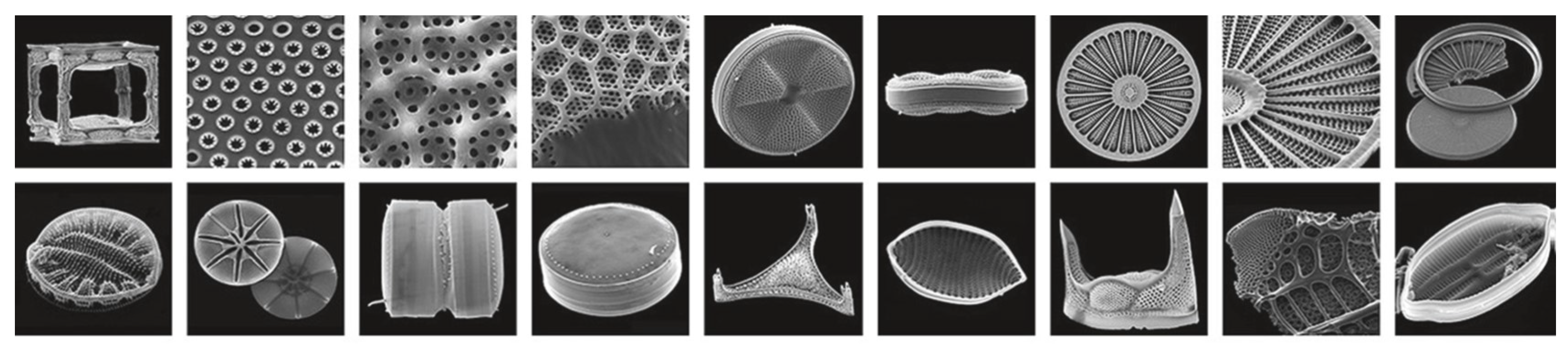 Biomimetics 09 00241 g001